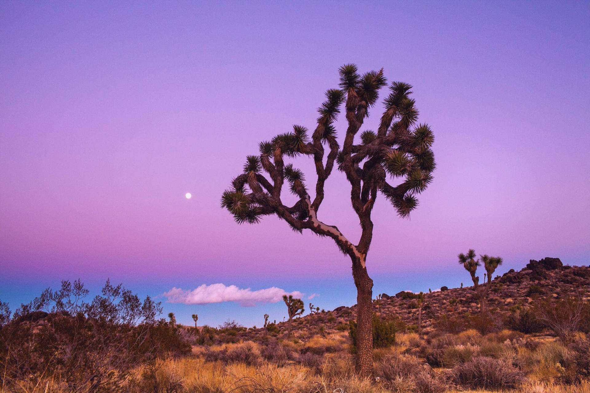 Joshua Tree National Park Purple Sky