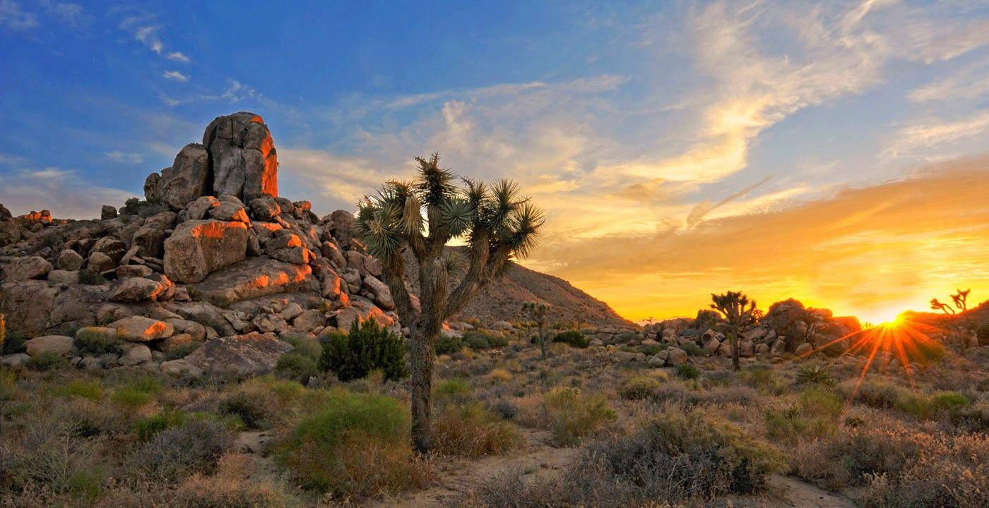 Joshua Tree National Park Rocks And Trees