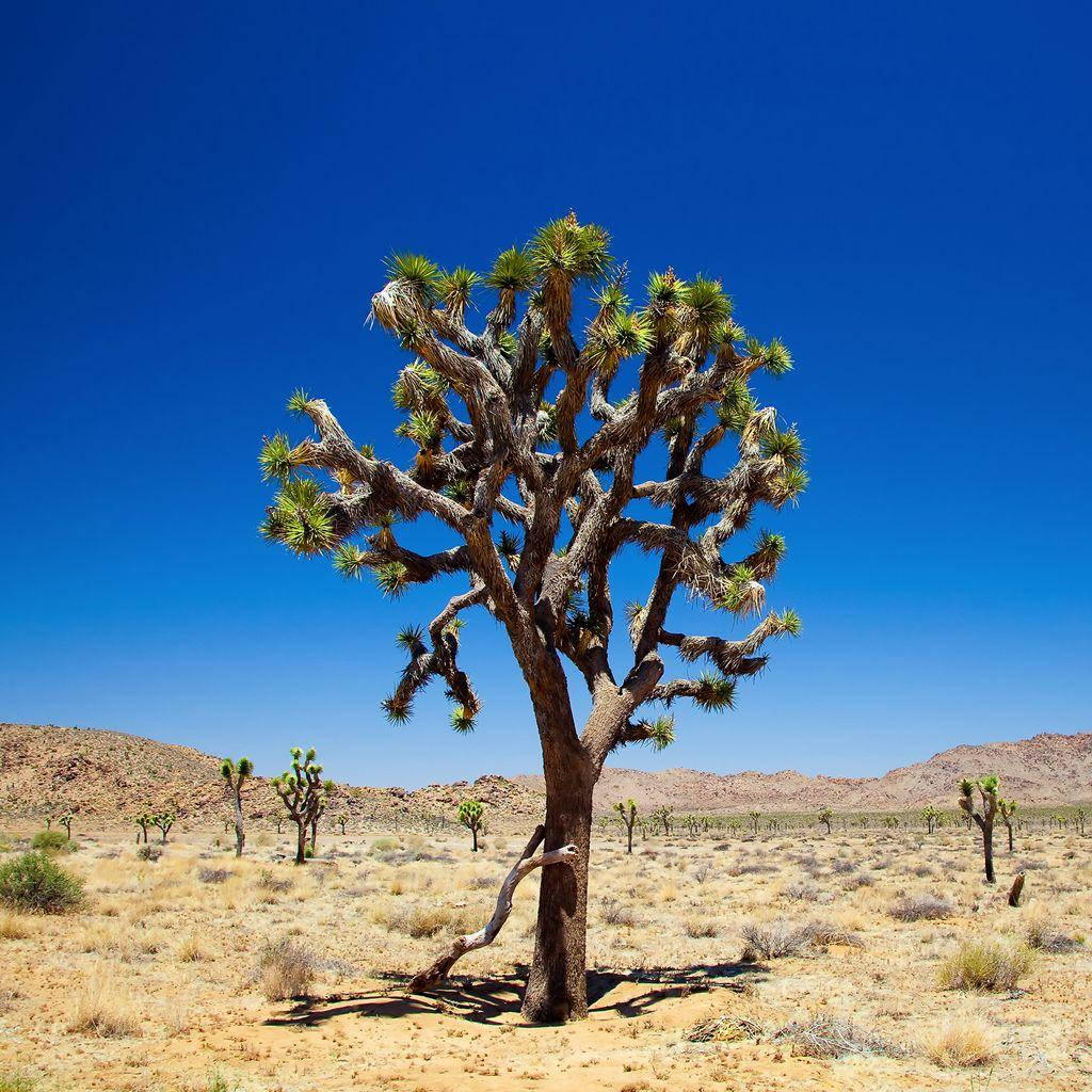 Joshua Tree National Park Single Tree Background