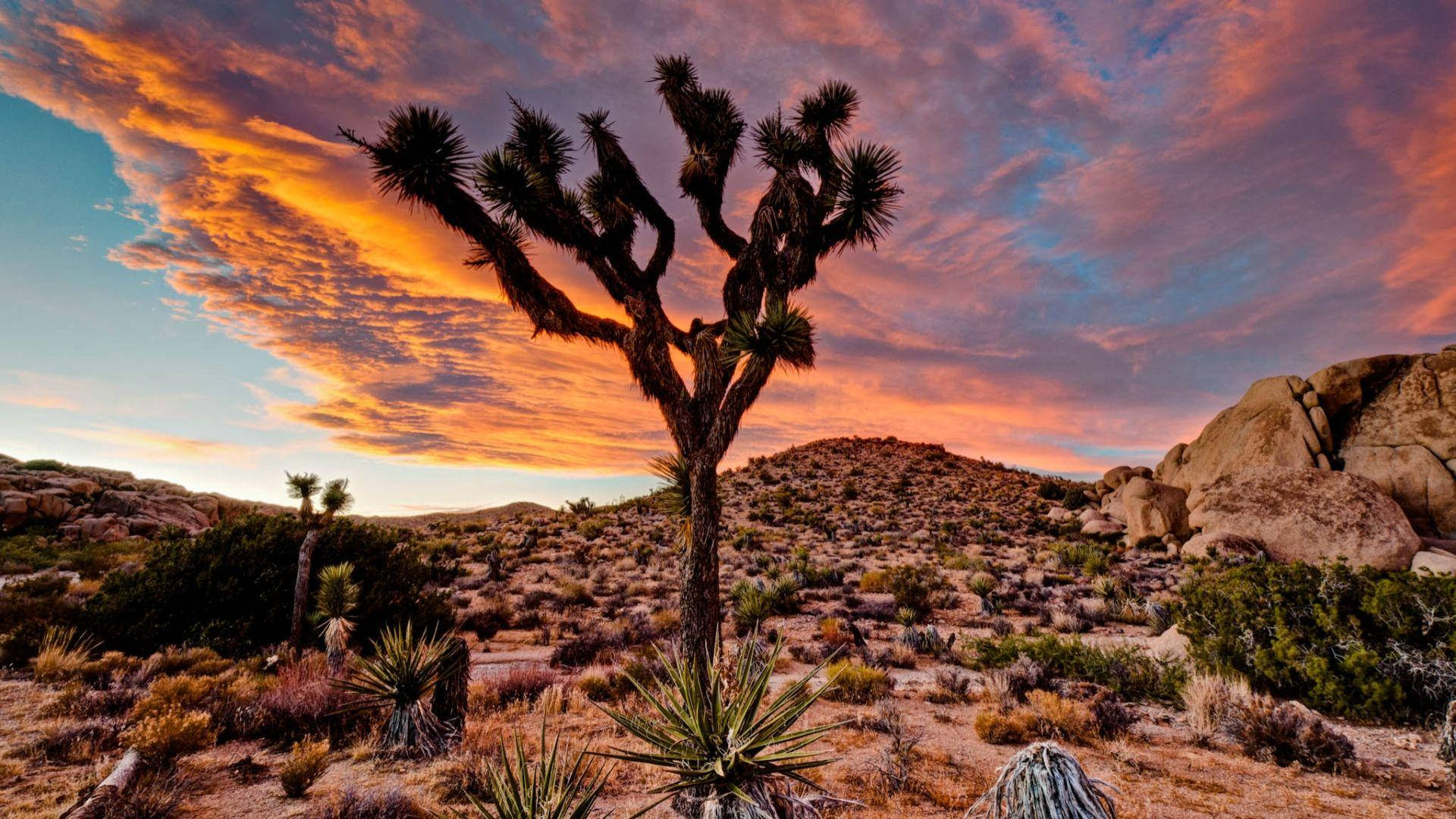 Joshua Tree National Park Single Tree Orange Sky Background