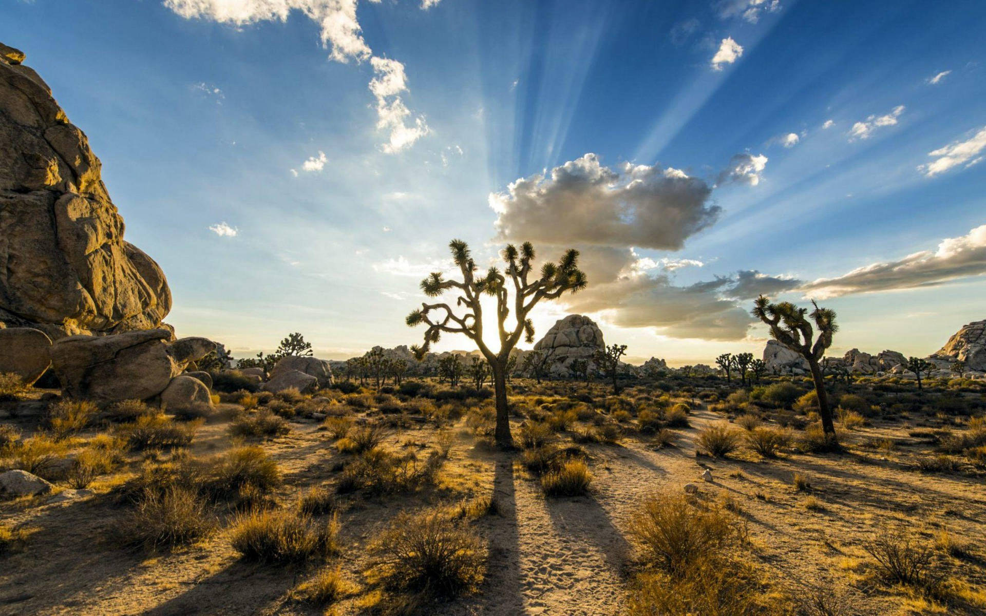 Joshua Tree National Park Sun Rays Background