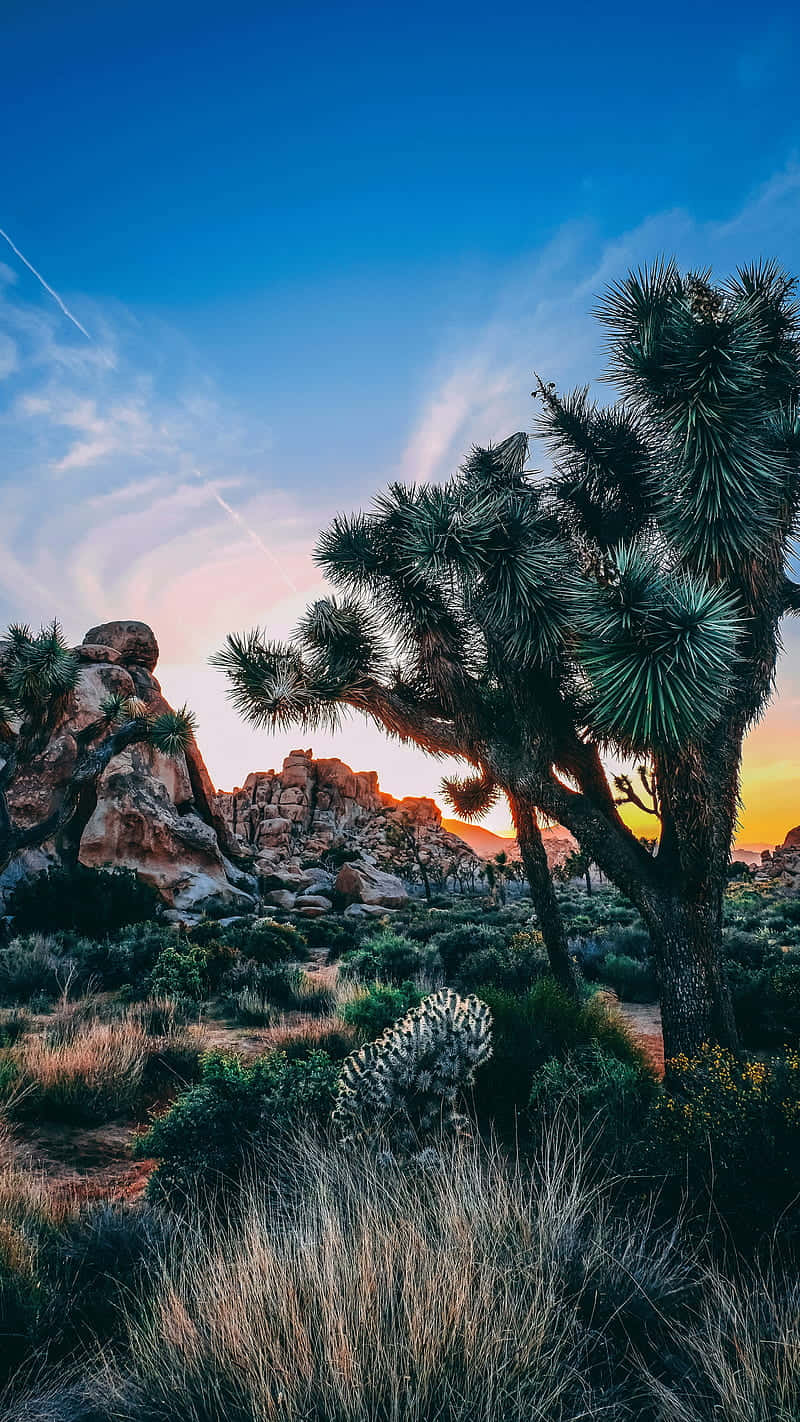 Joshua Tree National Park Sunset Background