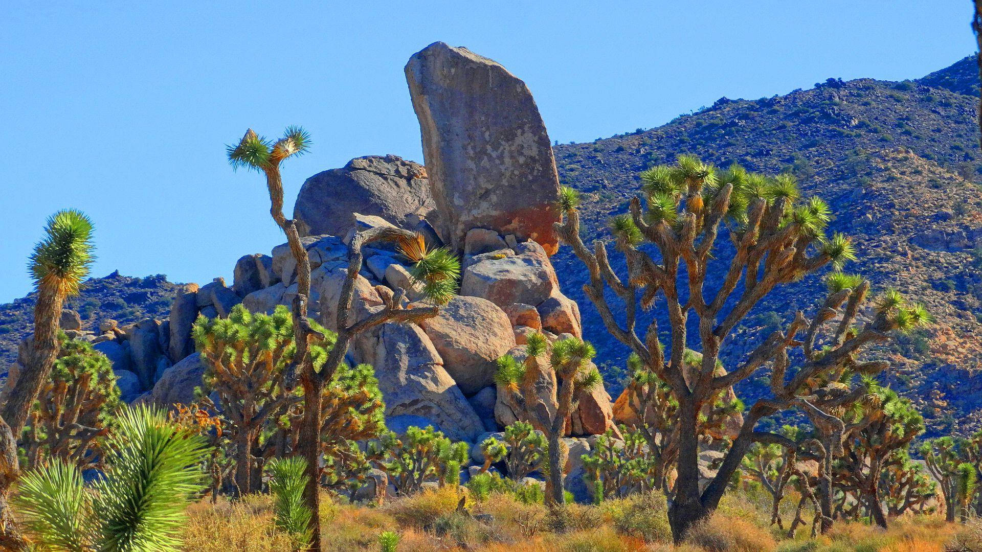 Joshua Tree National Park Tall Rocks Background