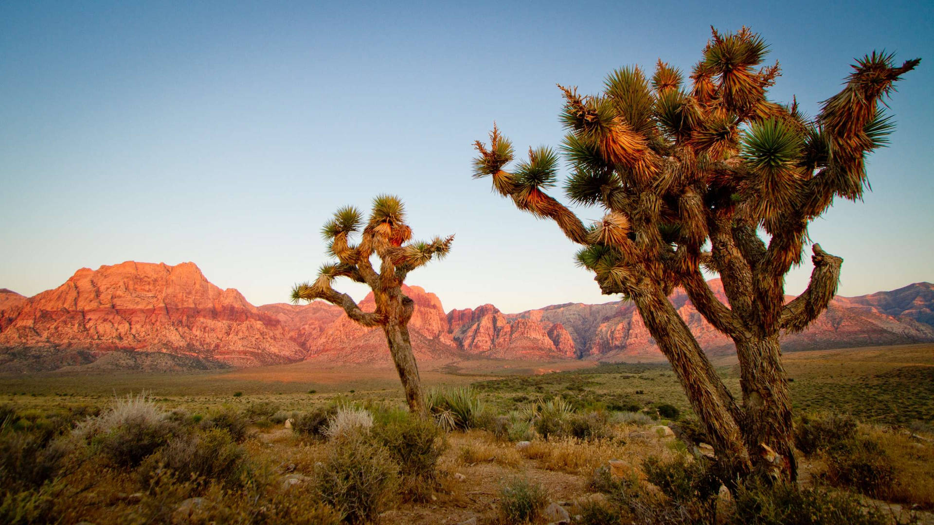 Joshua Tree National Park Three Joshua Trees Background