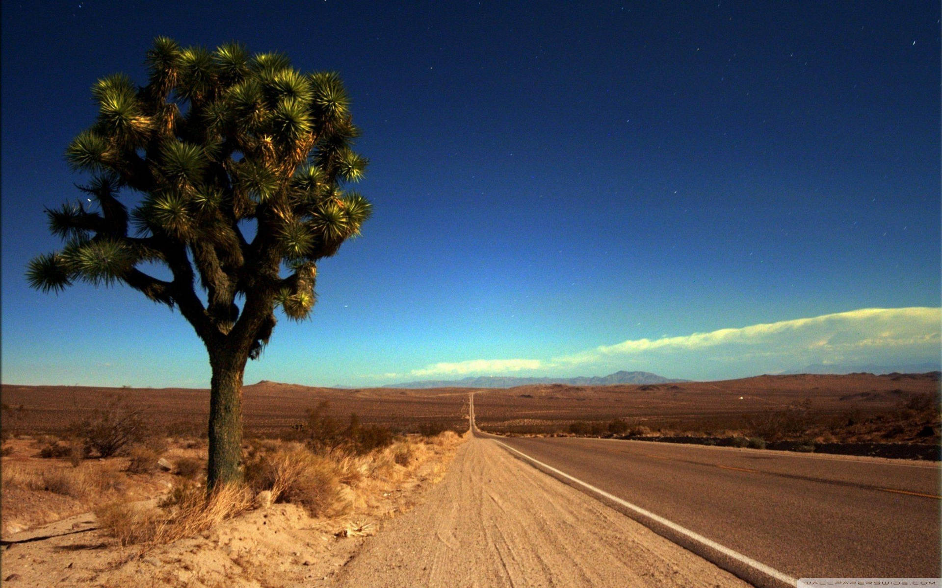 Joshua Tree National Park Tree By Highway Background