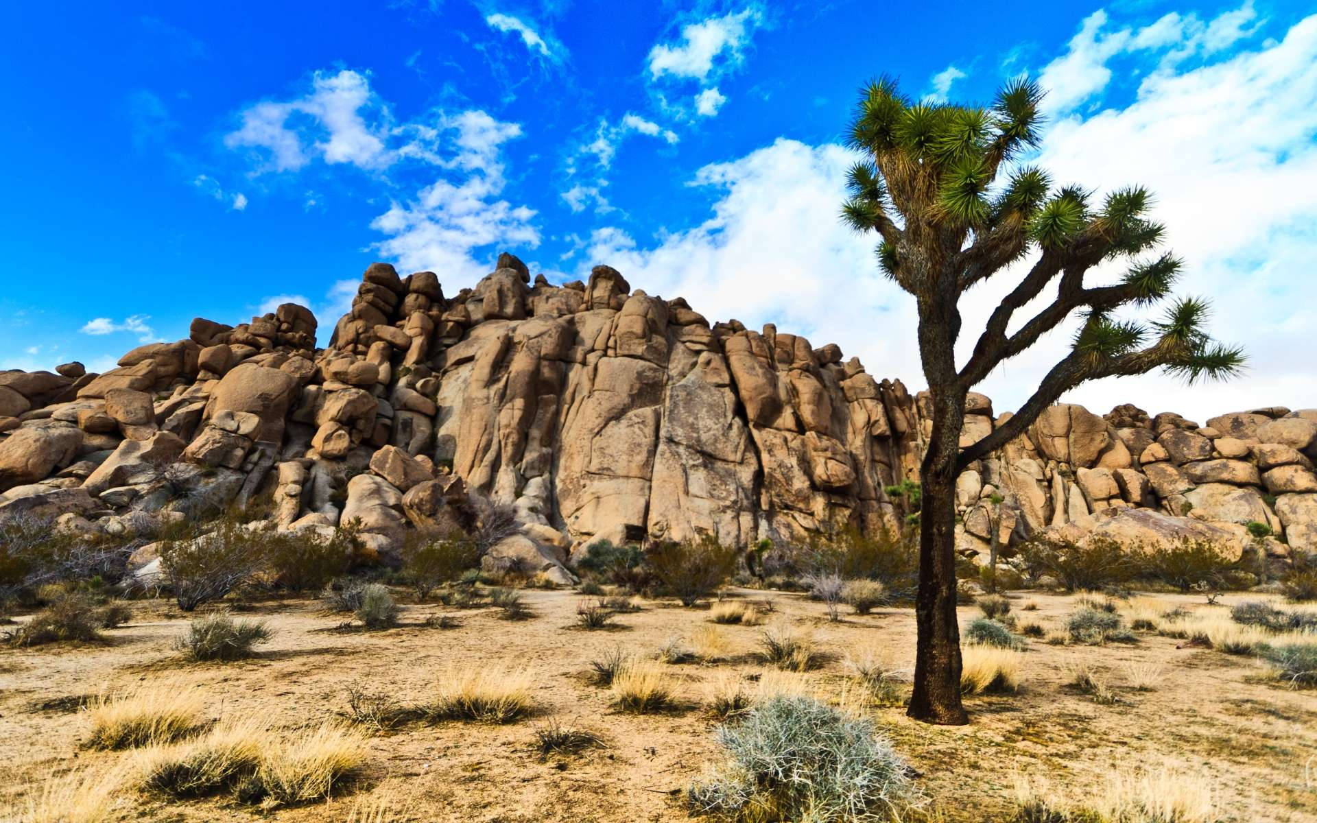 Joshua Tree National Park Tree Front Of Rock Background