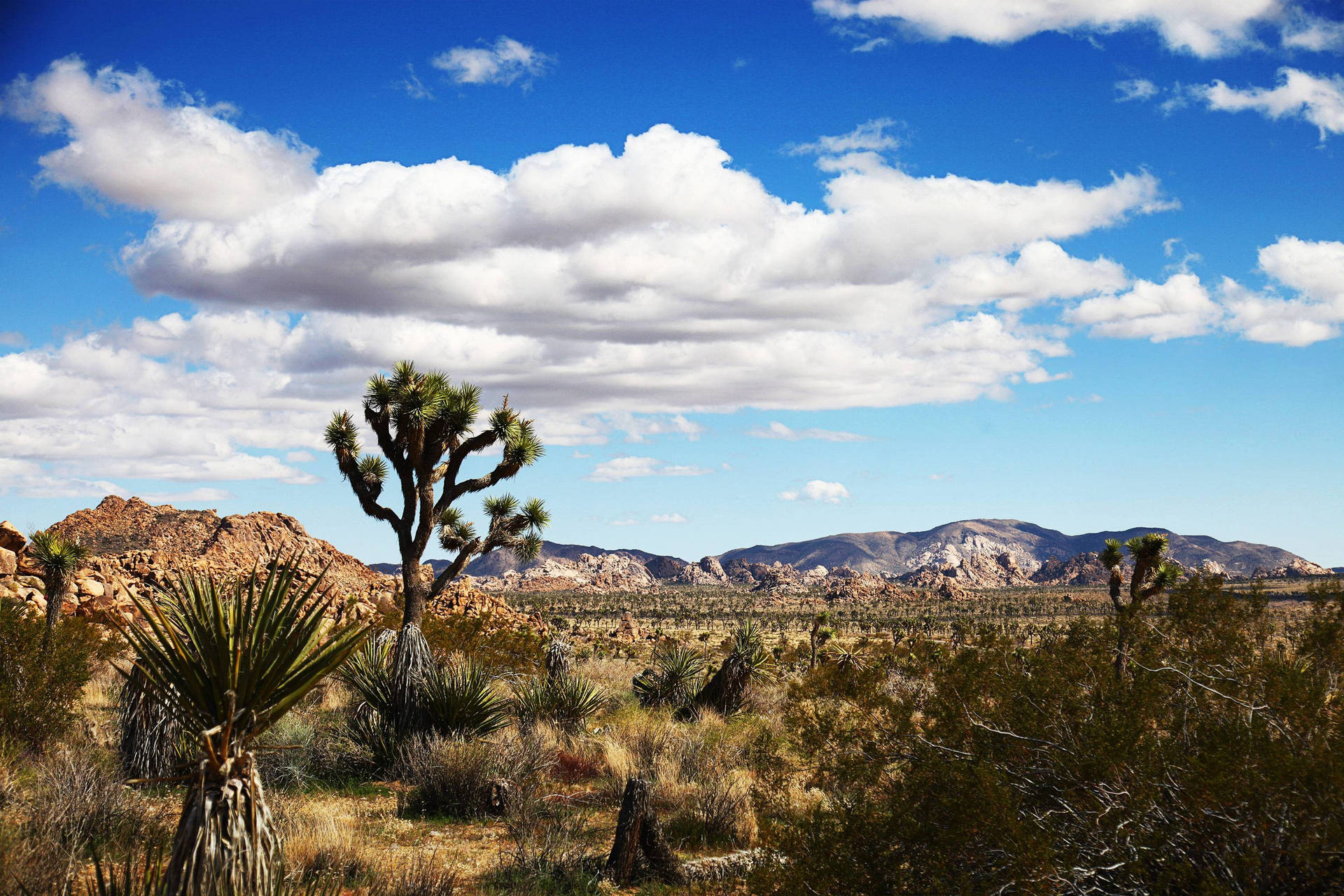 Joshua Tree National Park White Clouds Background