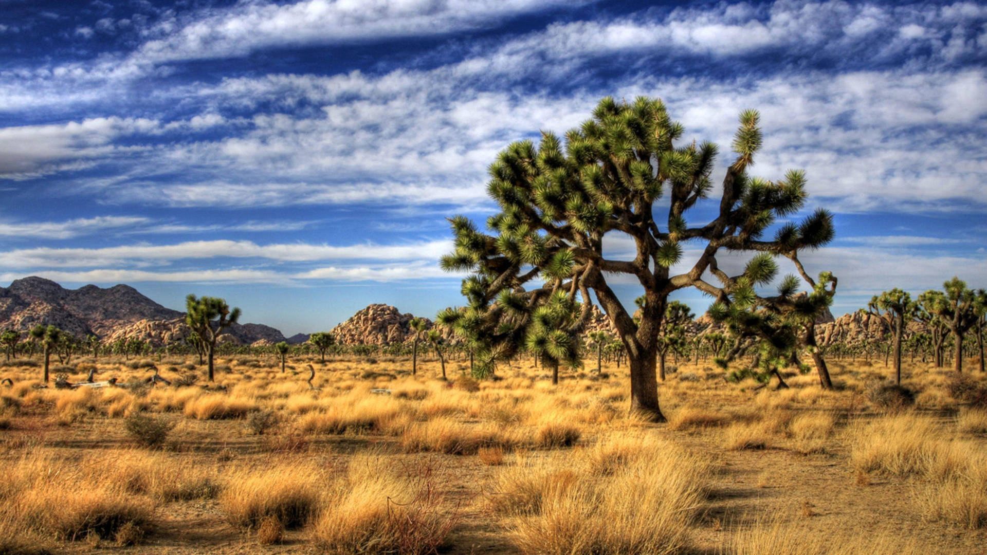 Joshua Tree National Park Yellow Grass Background