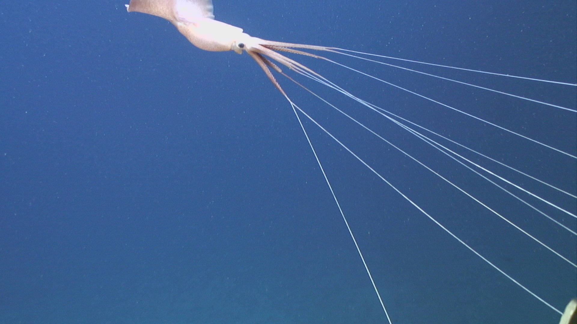 Joubin's Calamari With Long Tentacles