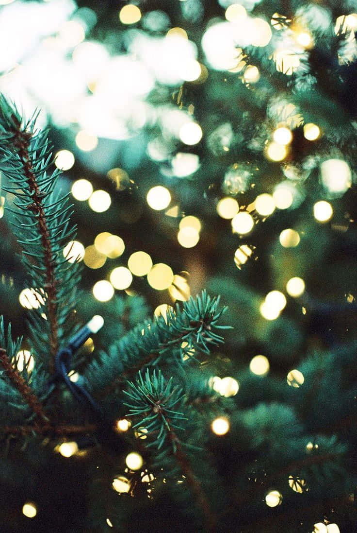 “joyful And Bright, It's The Perfect Girly Xmas!” Background