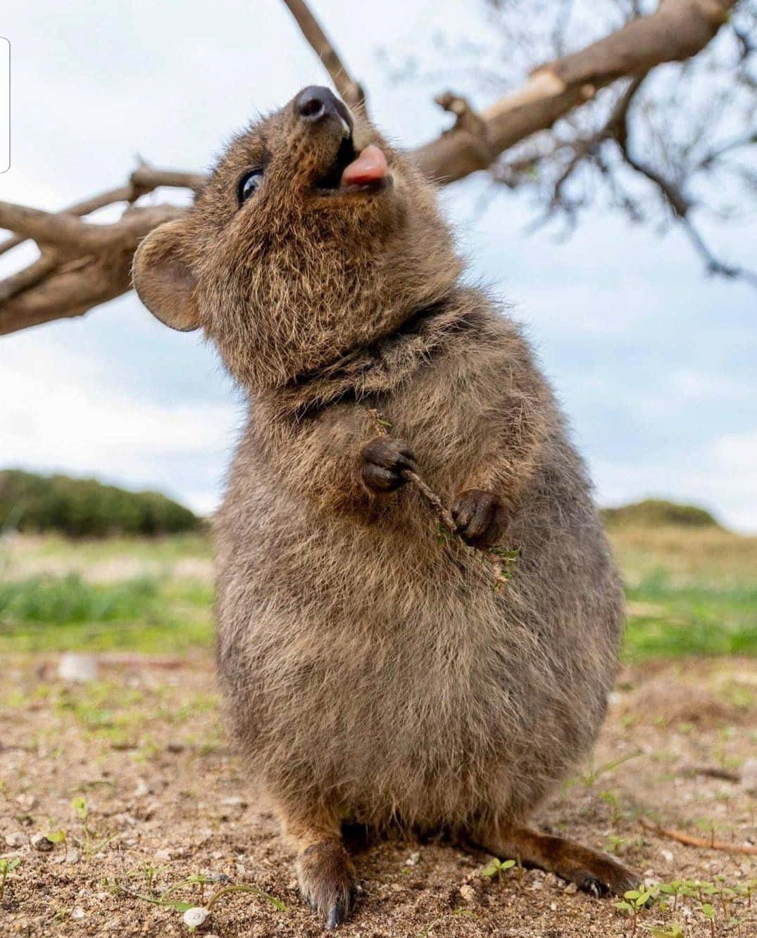 Joyful Quokka Standing Background