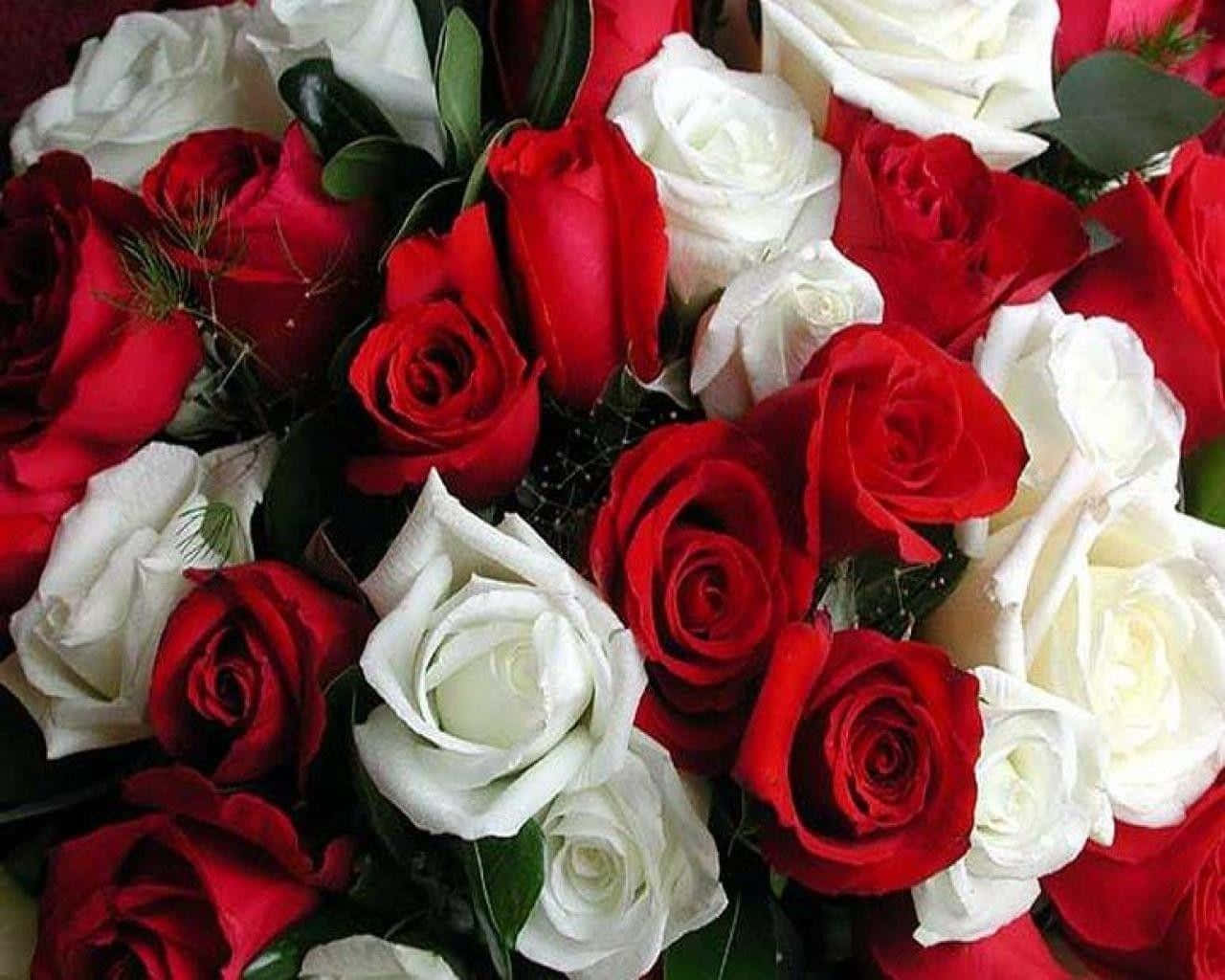 Joyful Red And White Roses Background