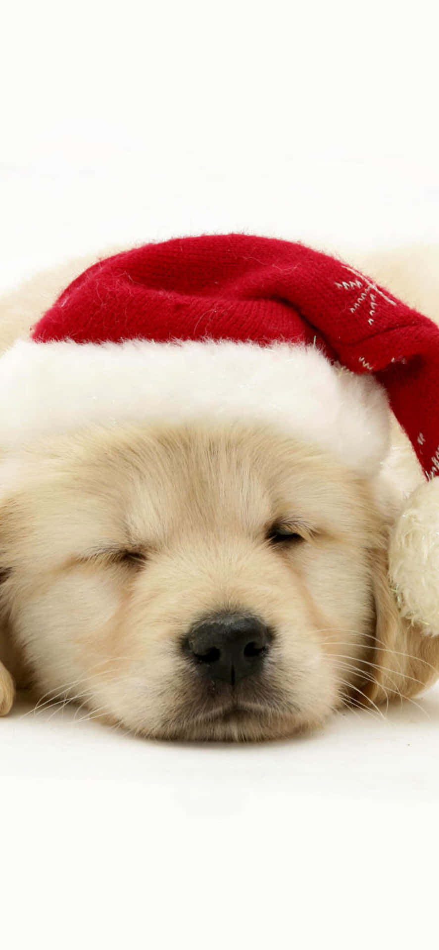 Joyous Christmas Pup Sure To Bring Big Smiles Background