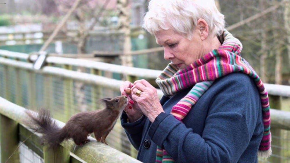 Judy Dench And A Squirrel