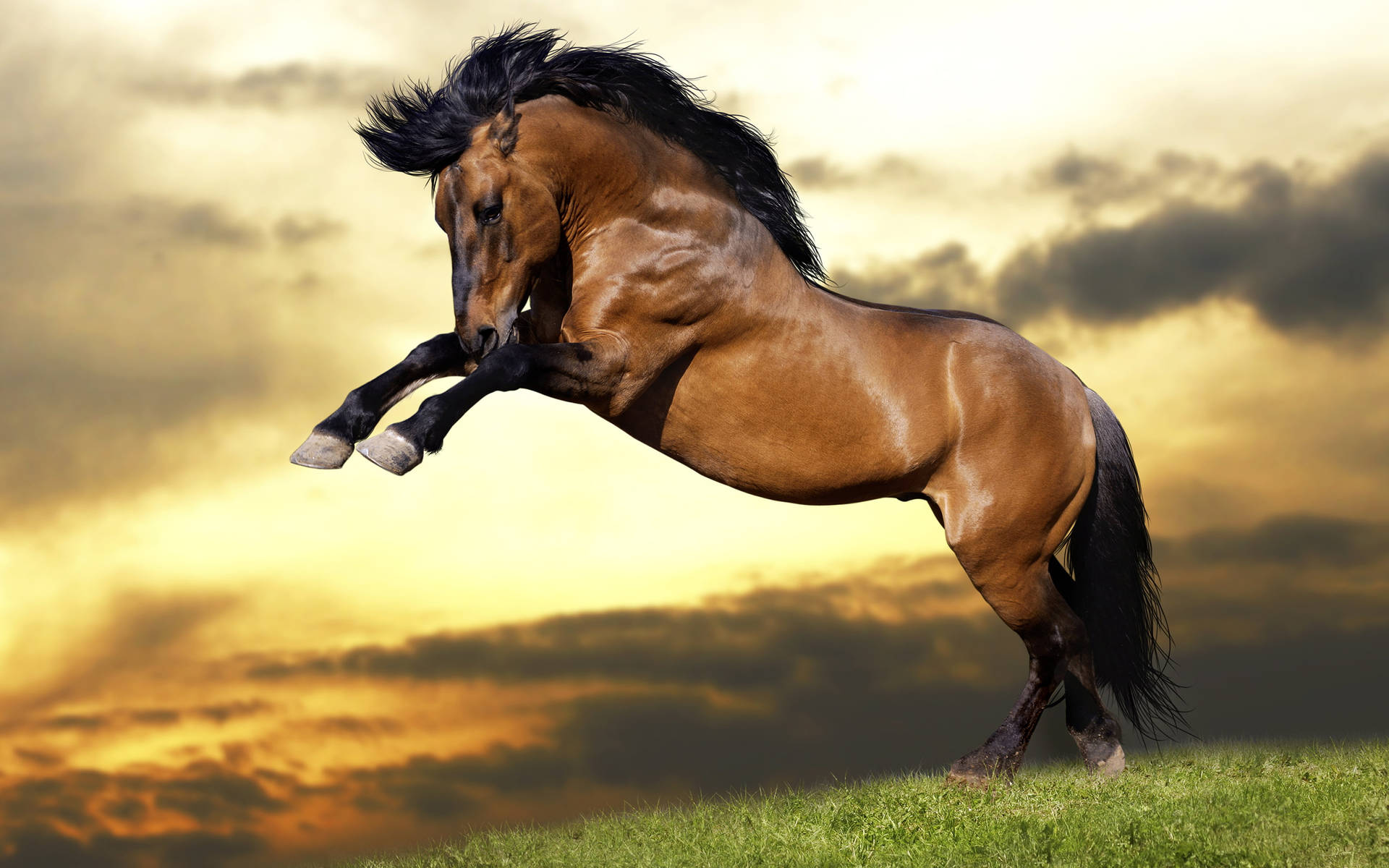 Jumping Brown Running Horse Background