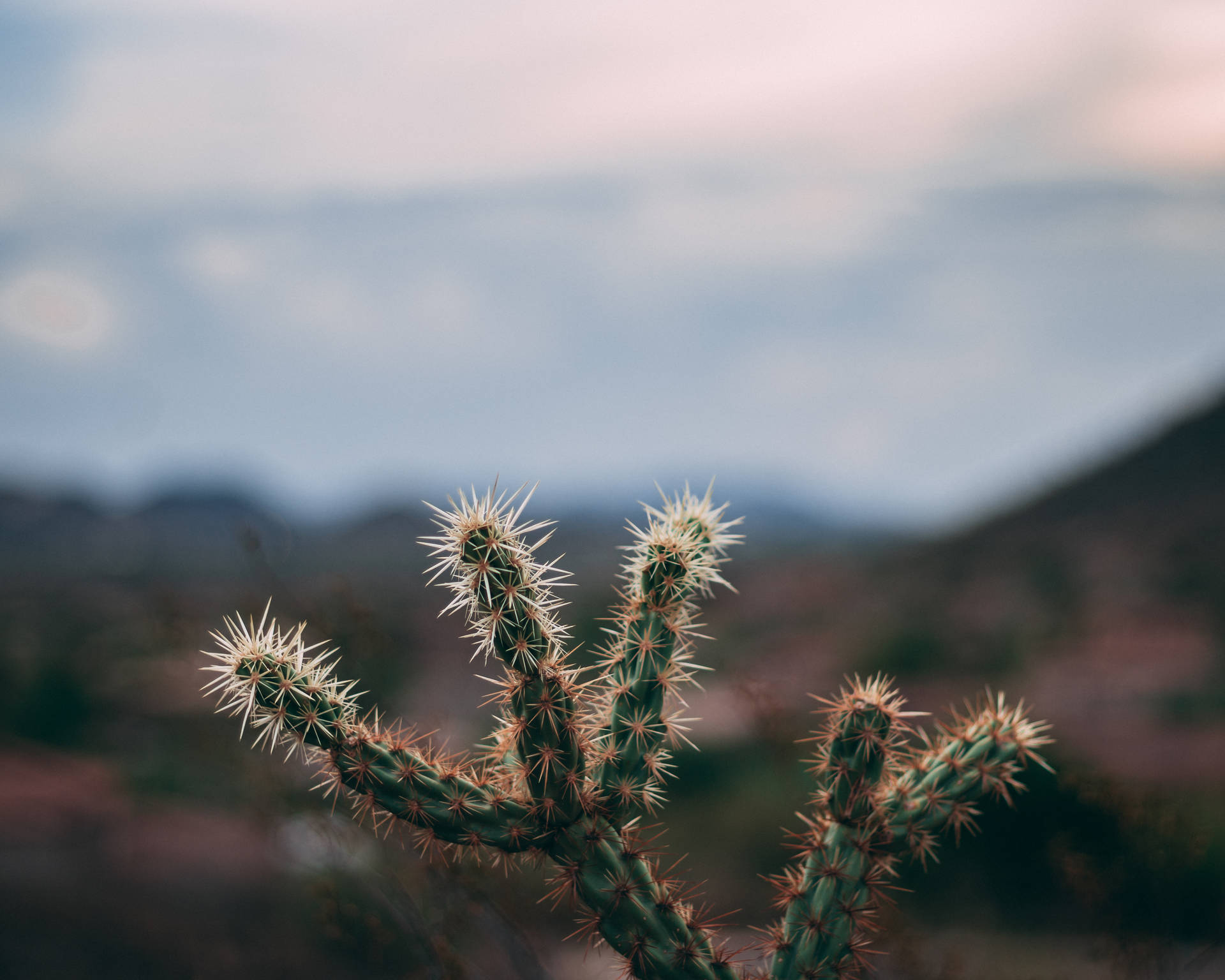 Jumping Cholla Plant With Sharp Thorns Background