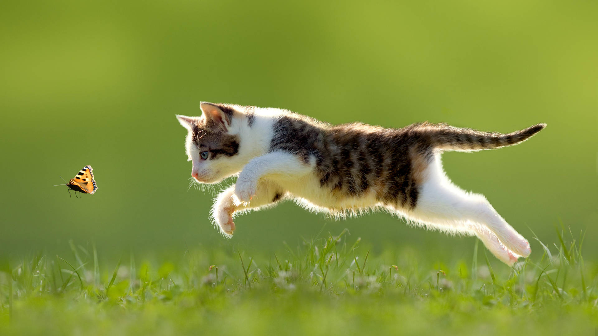 Jumping Cute Cat Hd Background