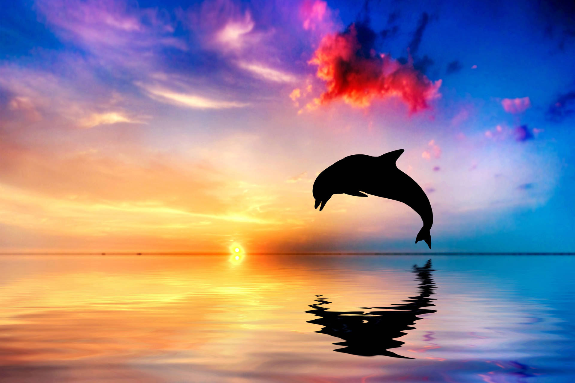Jumping Dolphin Silhouette Background