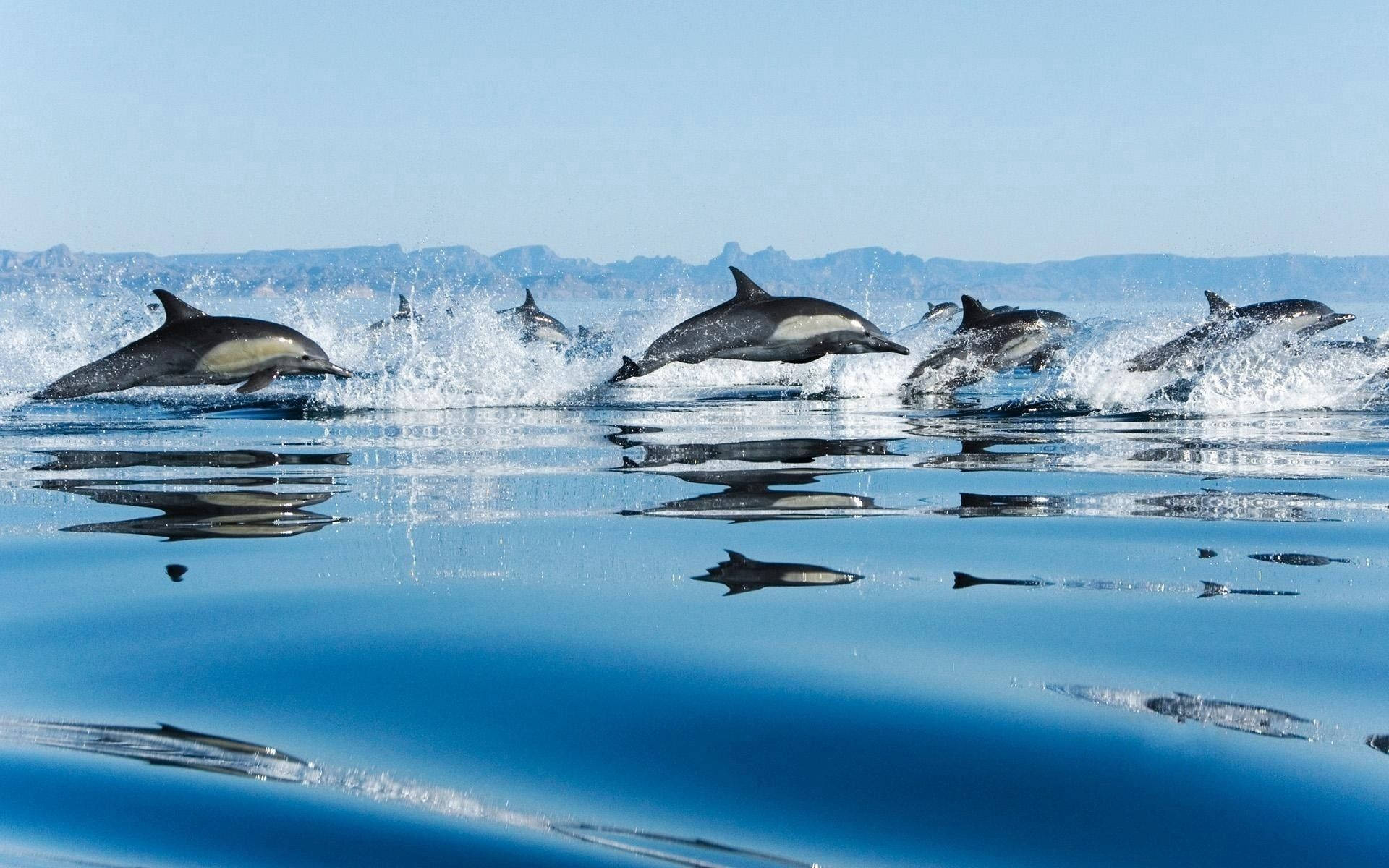 Jumping Dolphins Spray Water Background