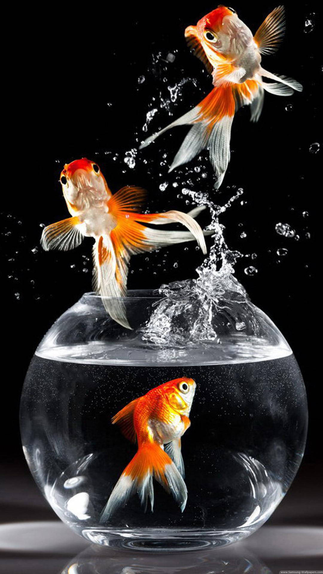 Jumping Fancy Goldfishes Background