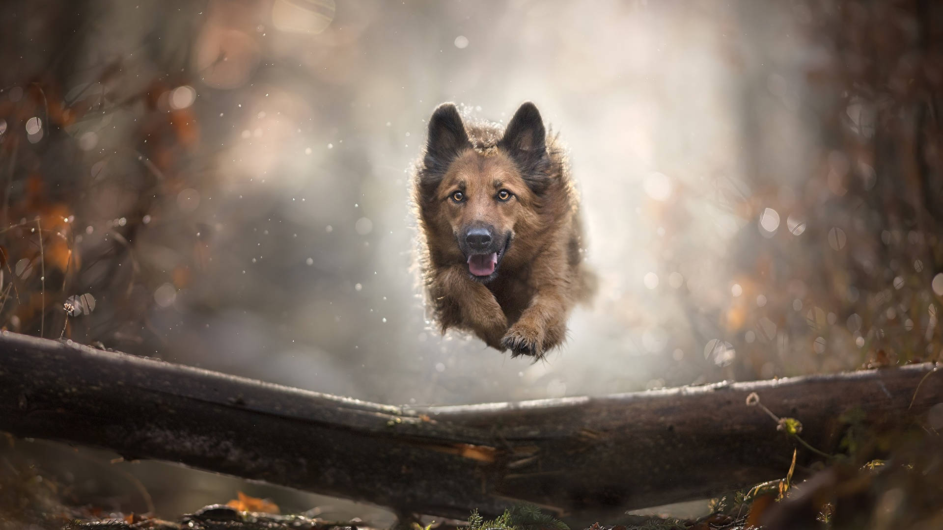 Jumping German Shepherd Dog Background