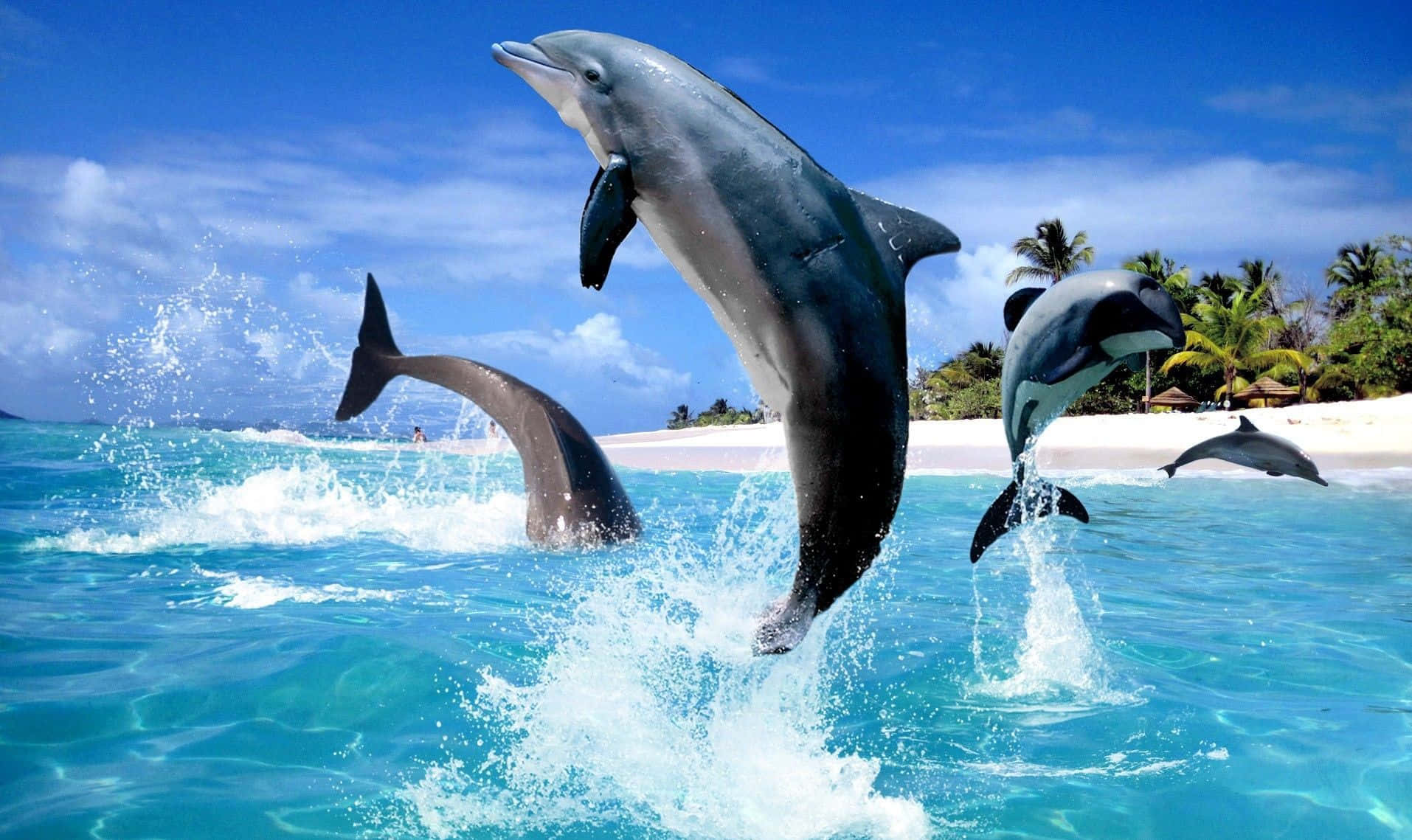 Jumping Into The Blue! Background