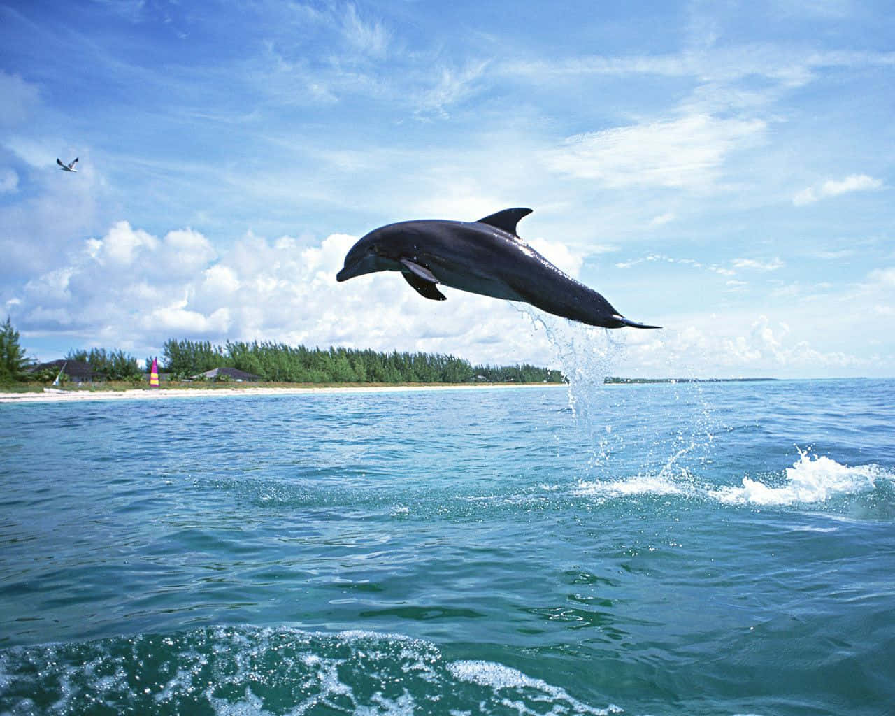 Jumping Into The Sea With Joy Background