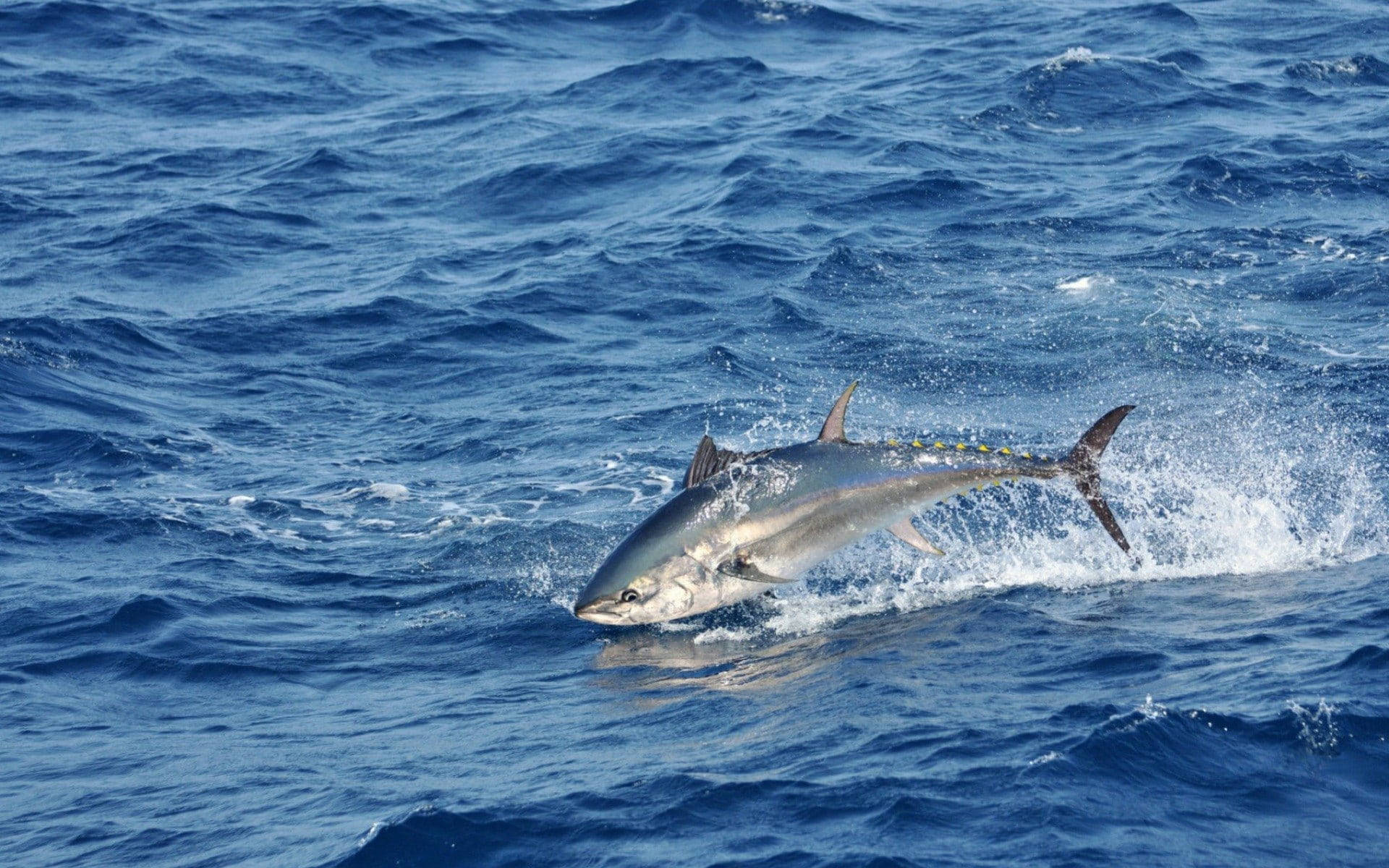 Jumping Tuna On Blue Ocean Background