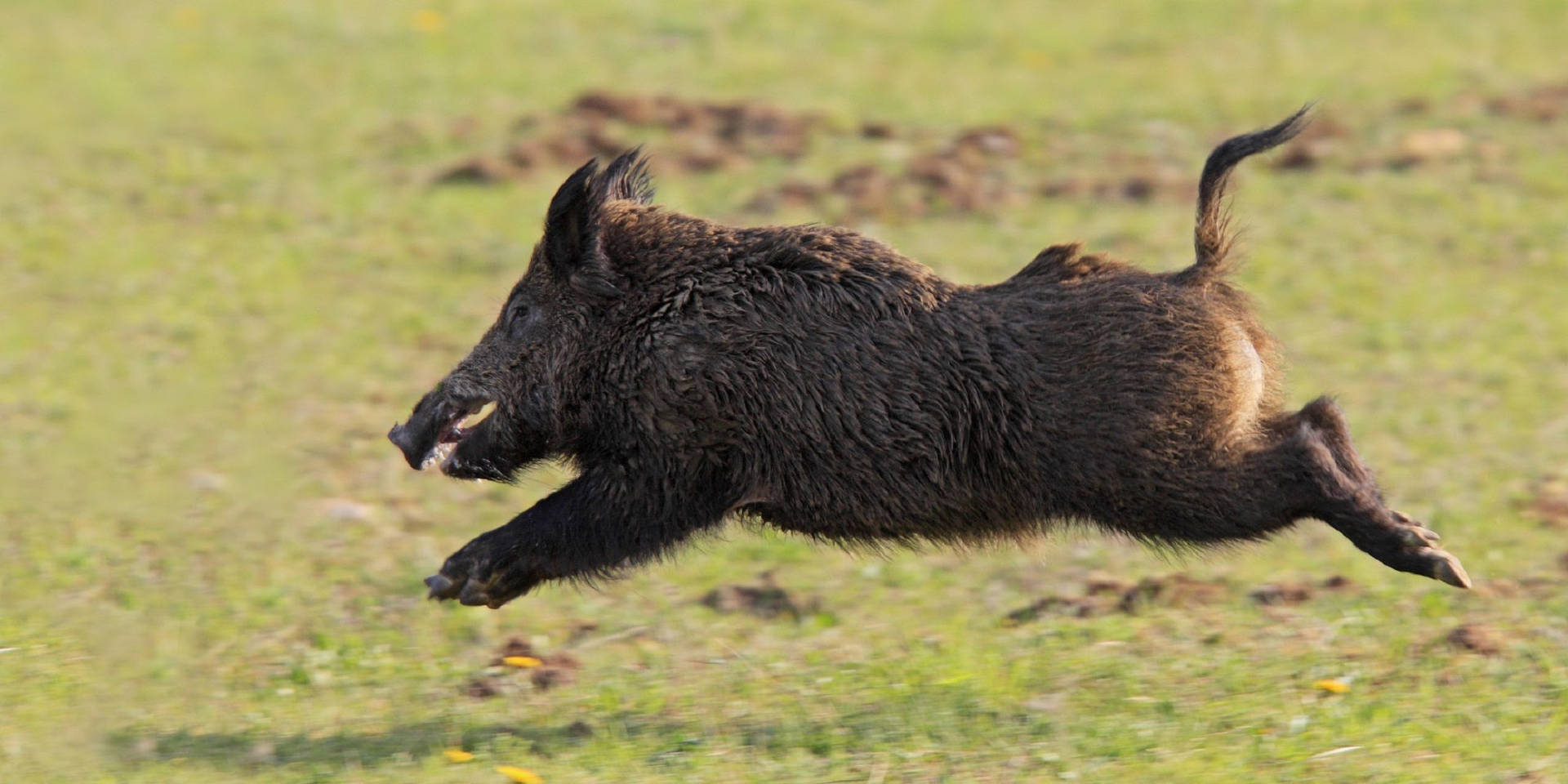 Jumping Wild Boar Background