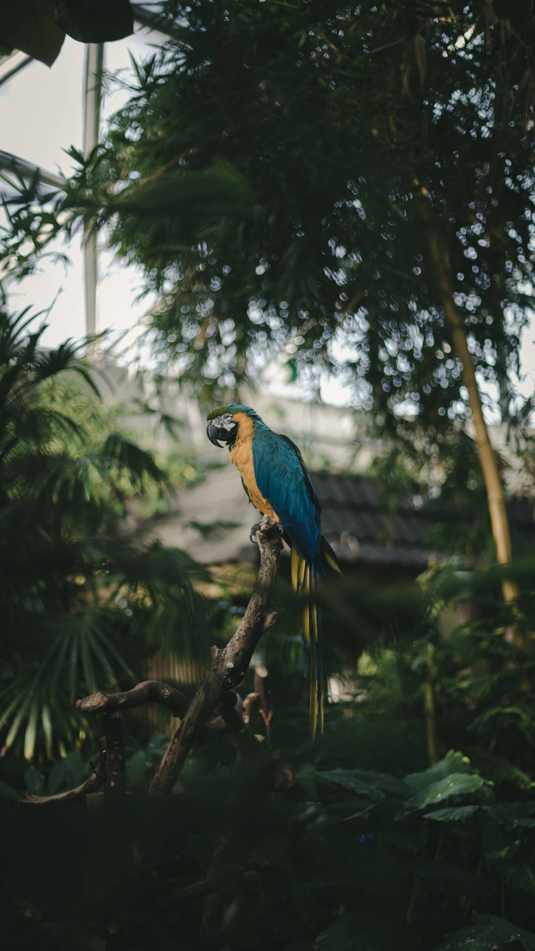 Jungle Blue-and-gold Macaw Background