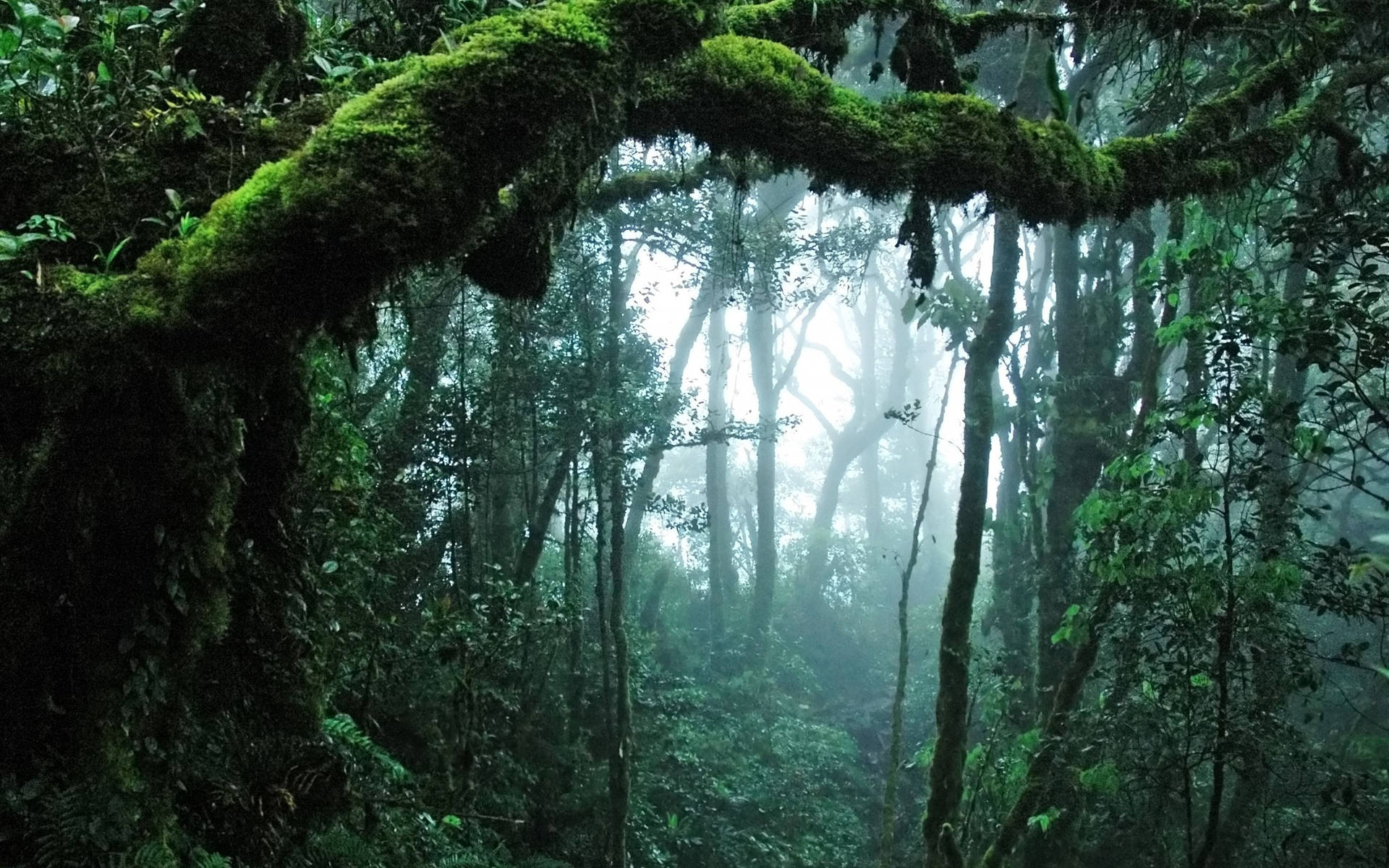 Jungle Forest Background