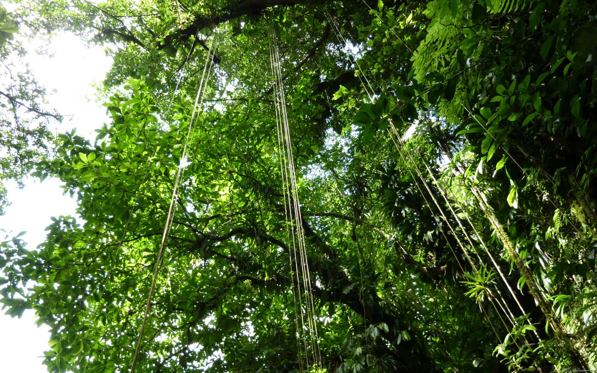 Jungle In Sulawesi Background