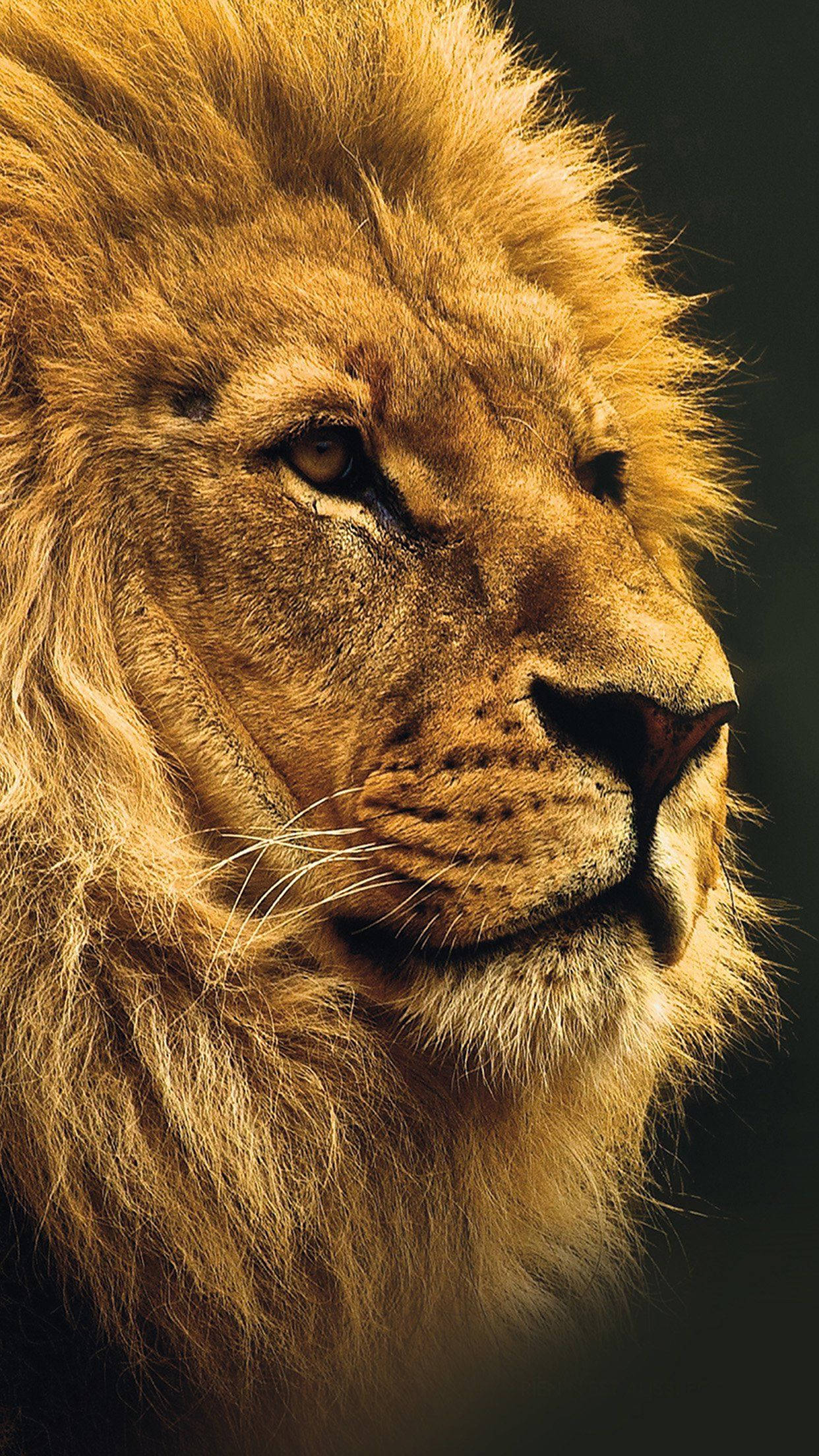 Jungle King Lion Iphone Background