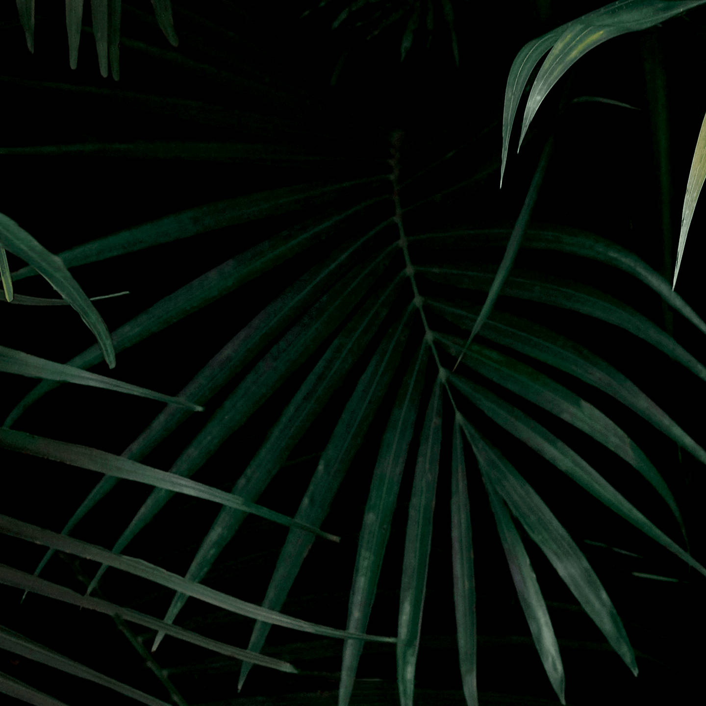 Jungle Palm Leaves Dark Aesthetic