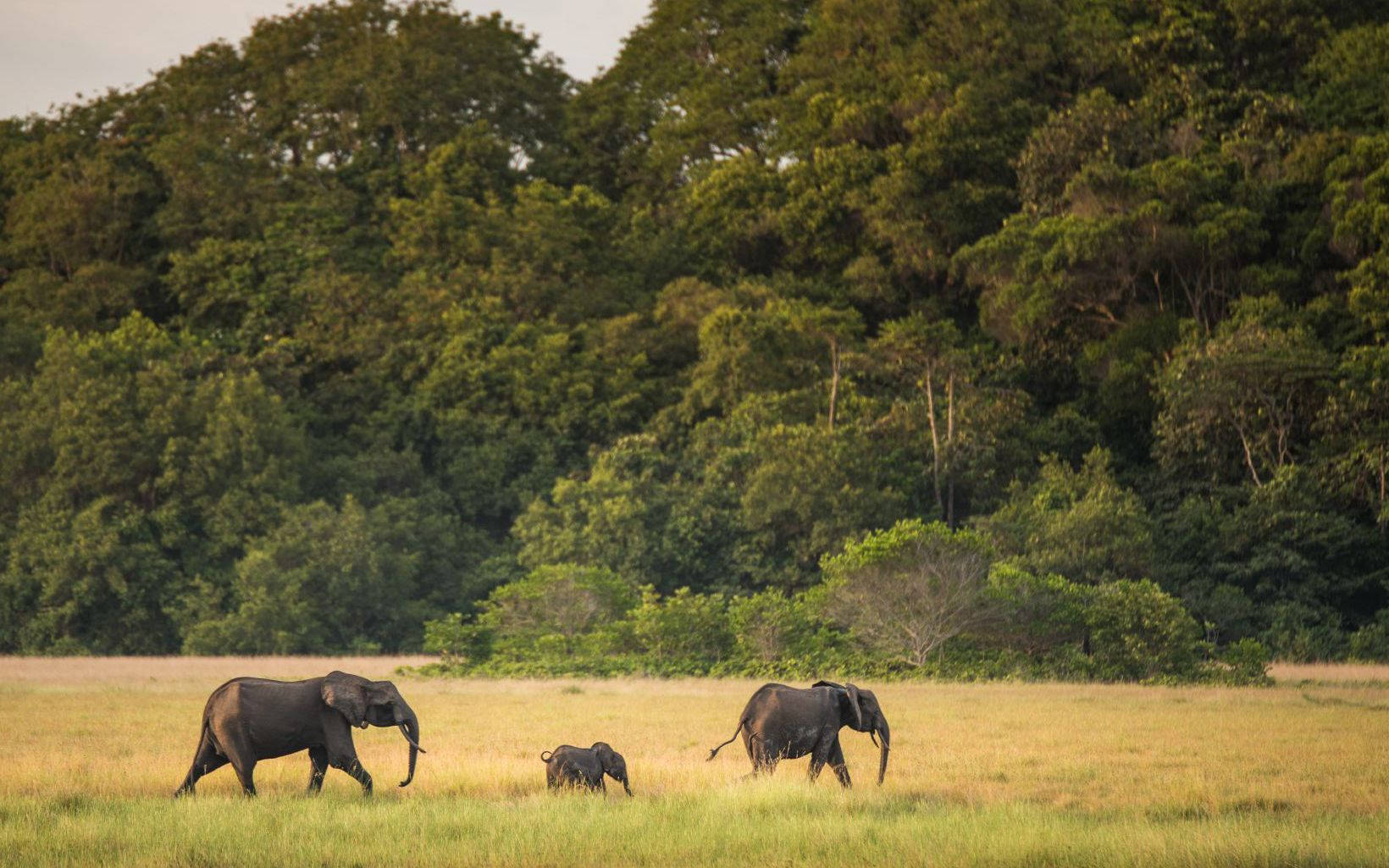 Jungle Safari In Gabon Background