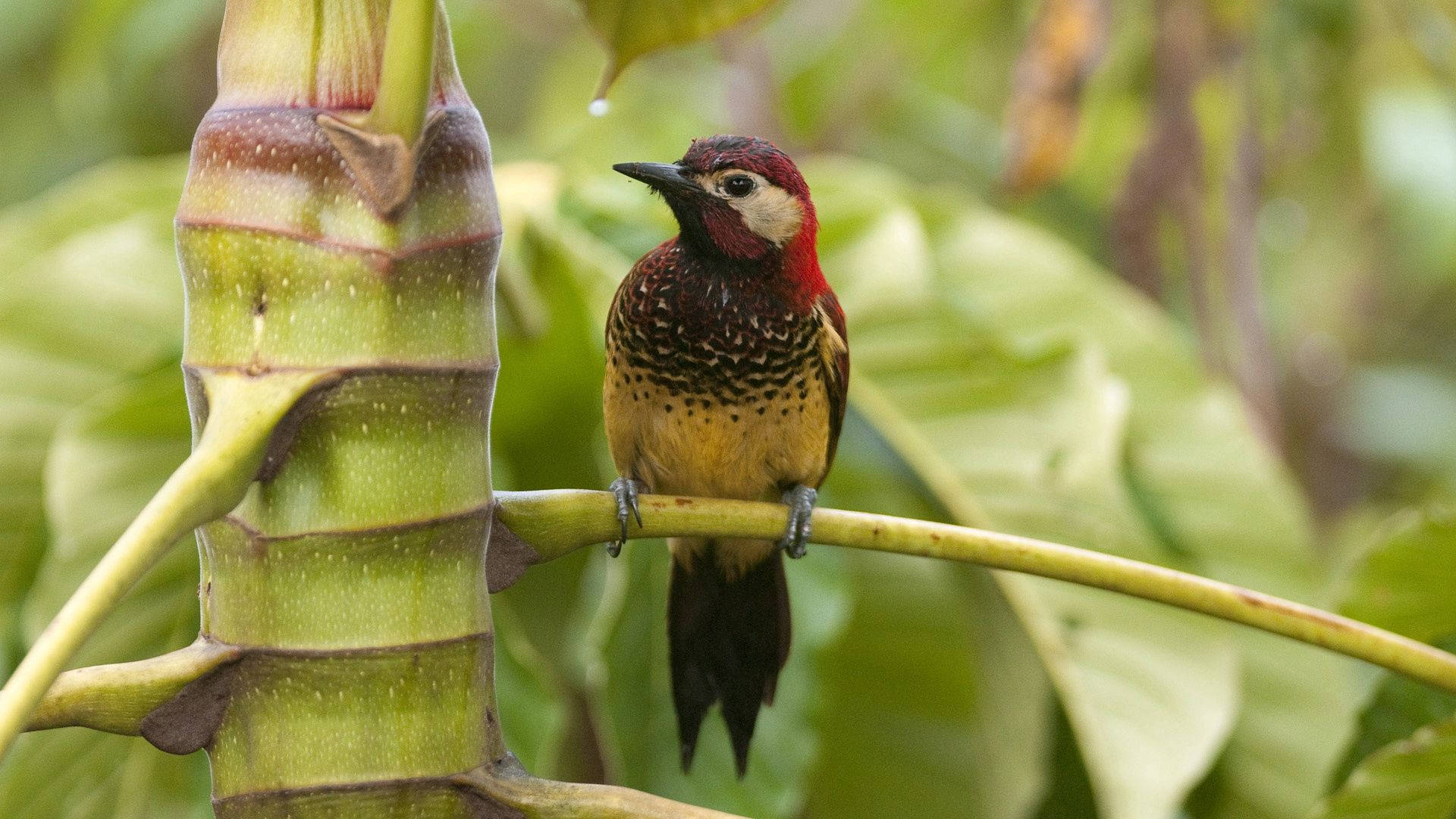 Jungle Wild Colorful Bird Background
