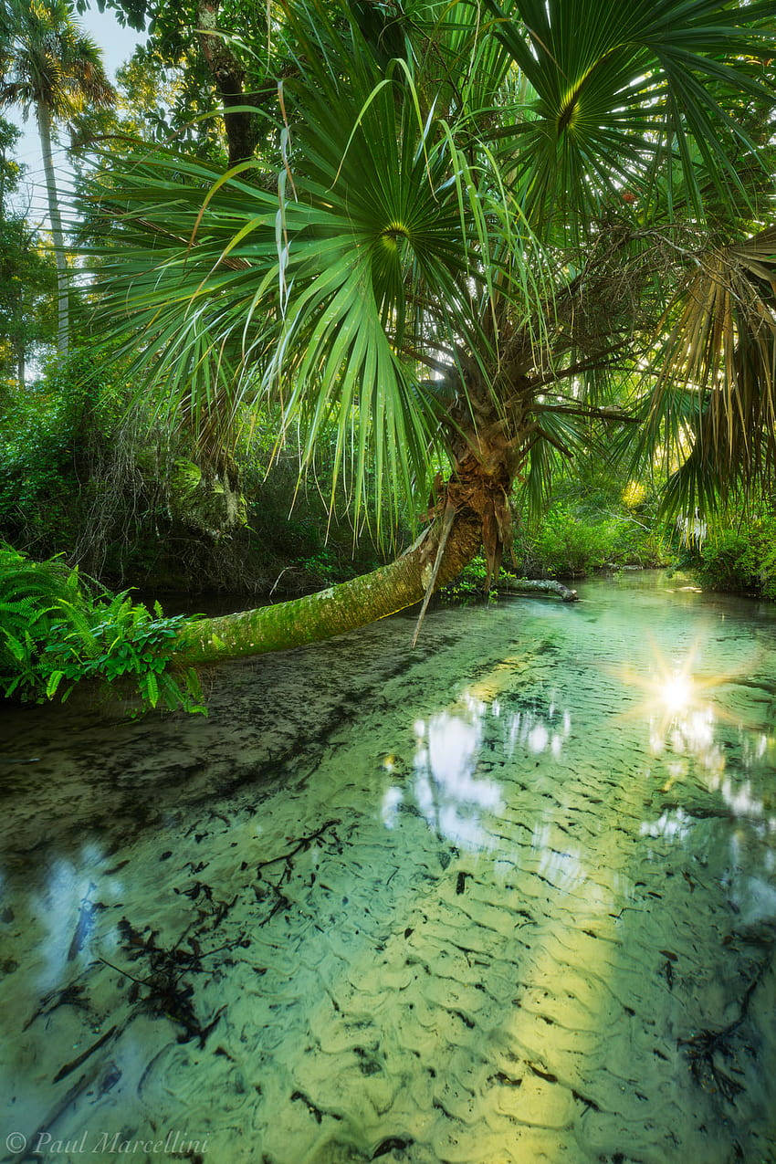 Juniper Springs Florida