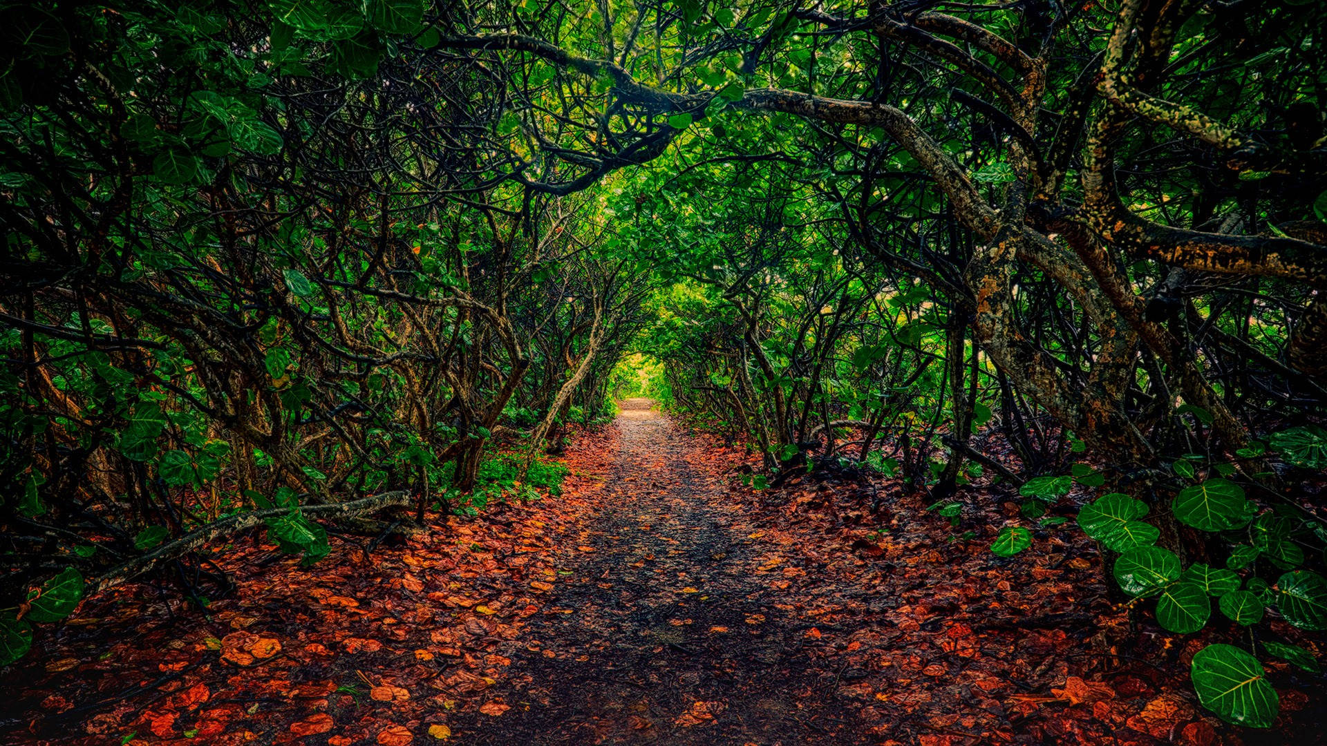 Jupiter Forest Florida Background