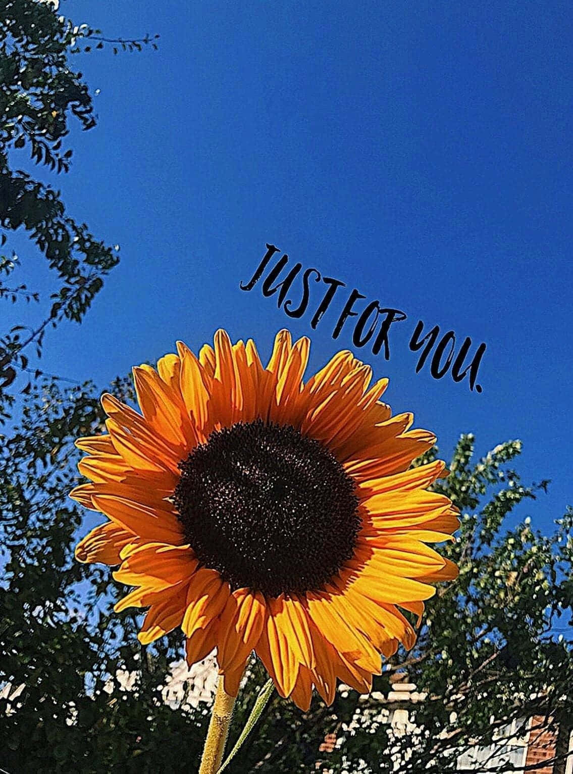 Just For You Sunflower Aesthetic Iphone Background