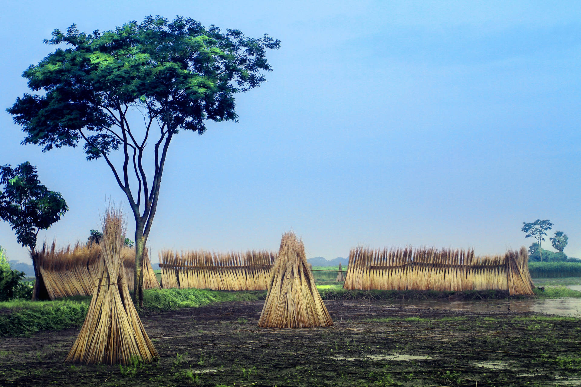 Jute Farming In The Heartland Of Africa Background
