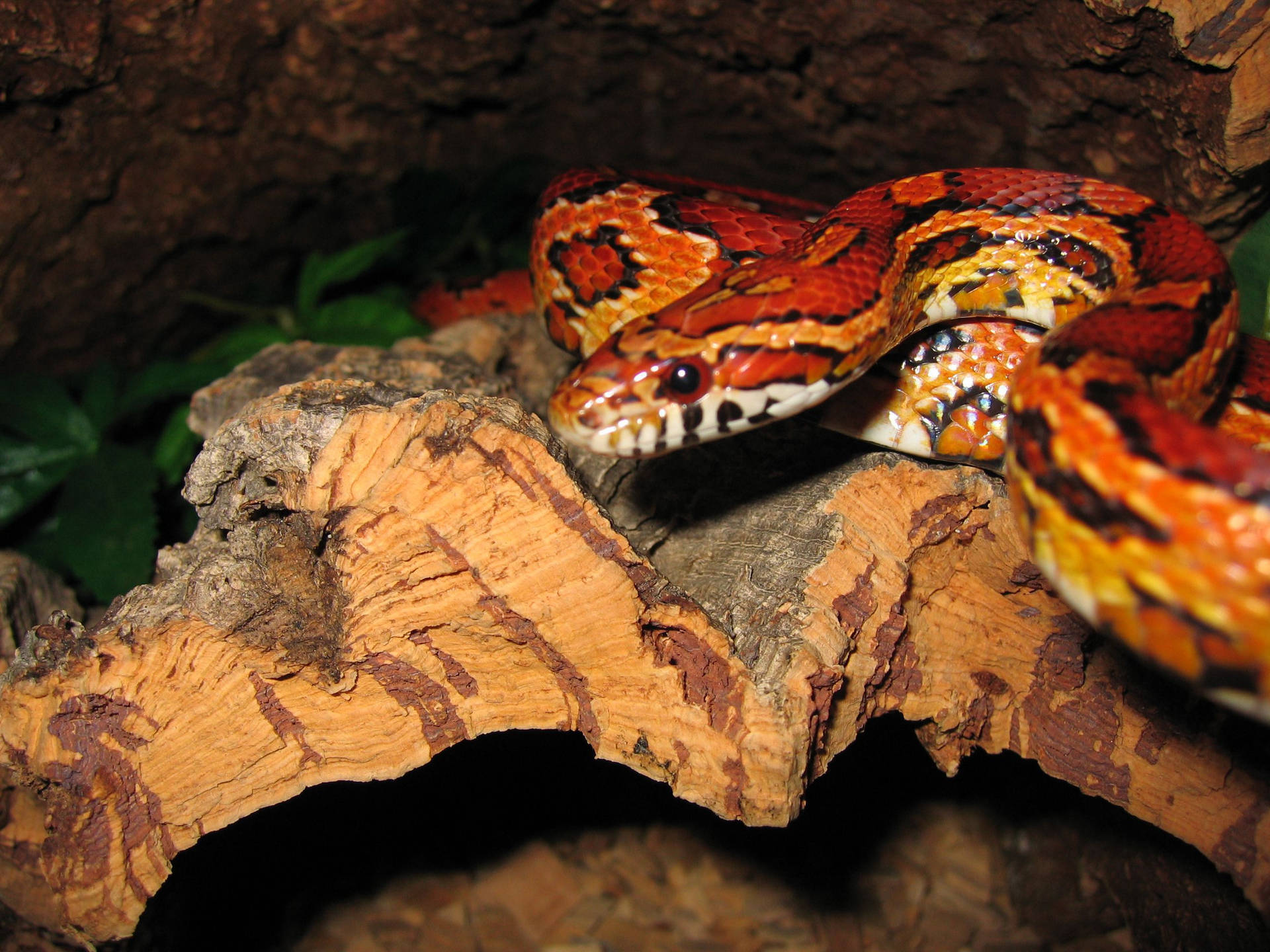 Juvenile Corn Snake On A Piece Of Wood Background