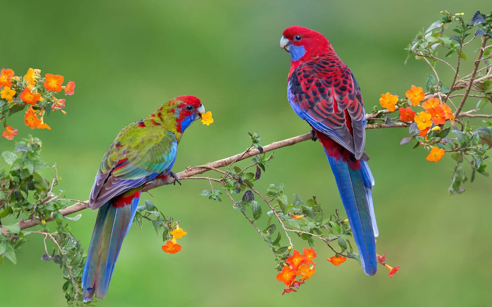 Juvenile Crimson Rosella Bird