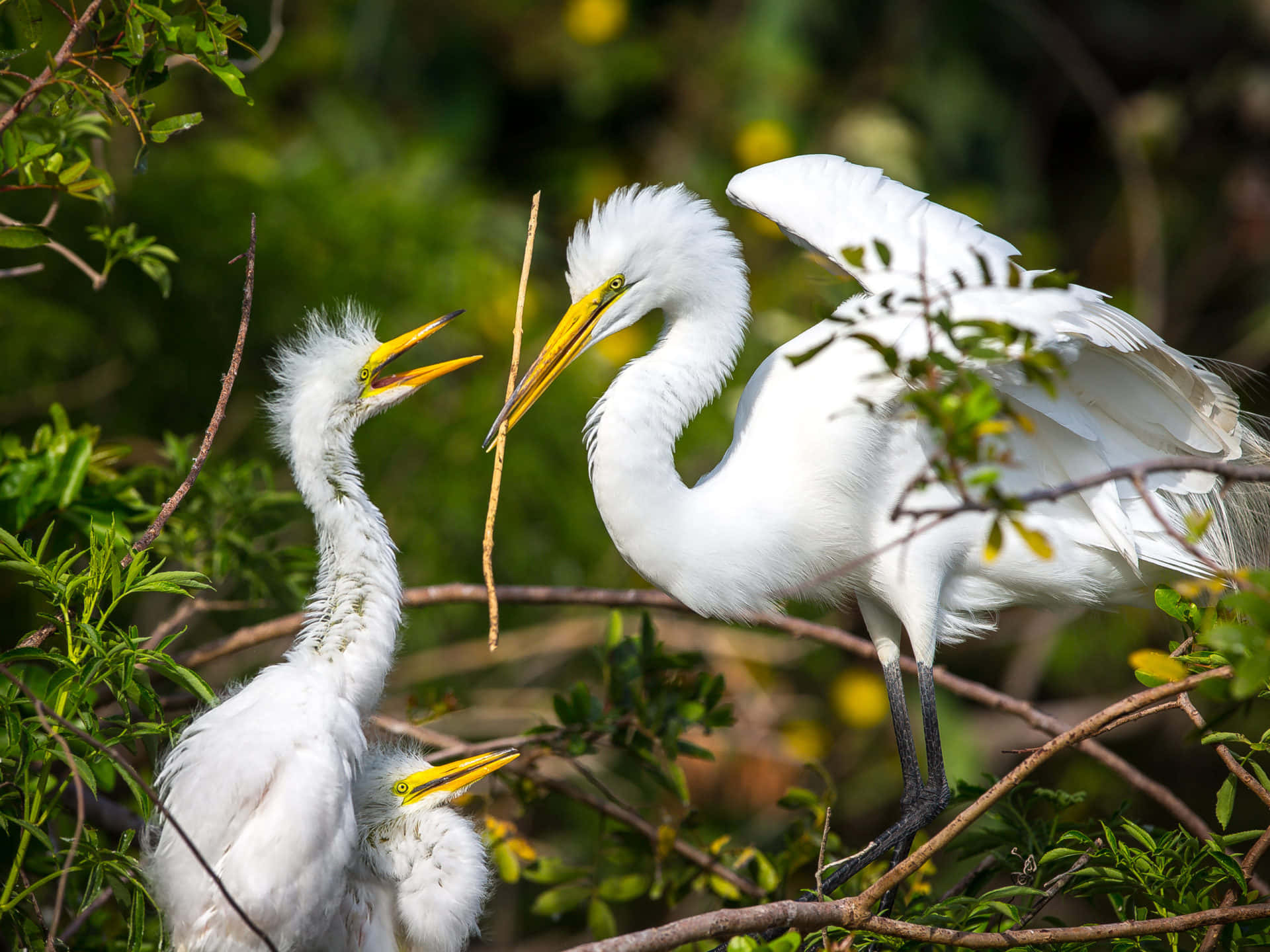 Juvenile Great Egret