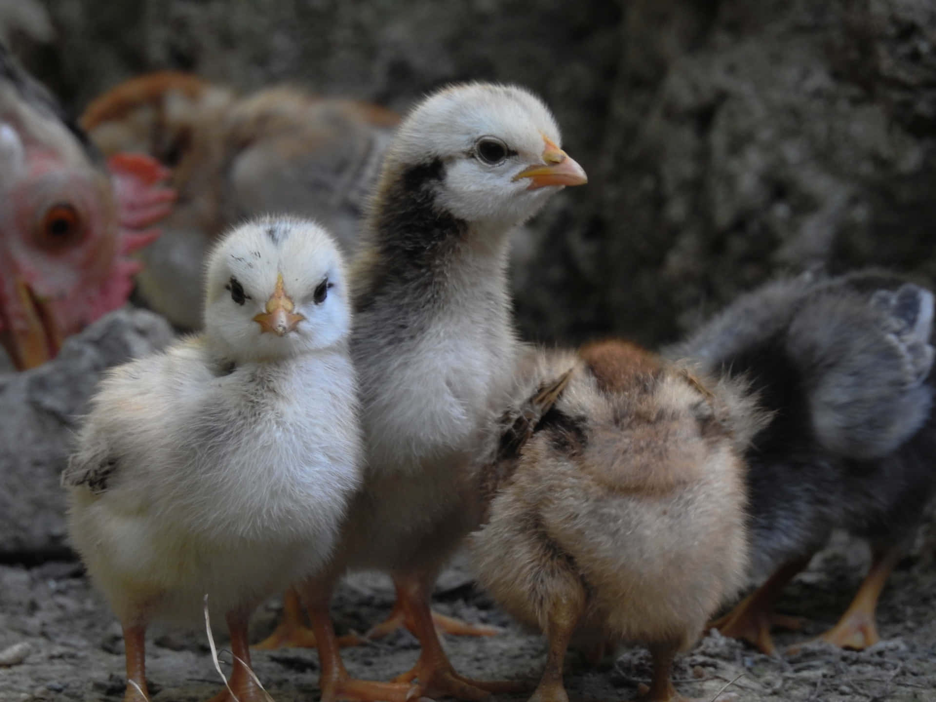 Juvenile Group Chicks Background