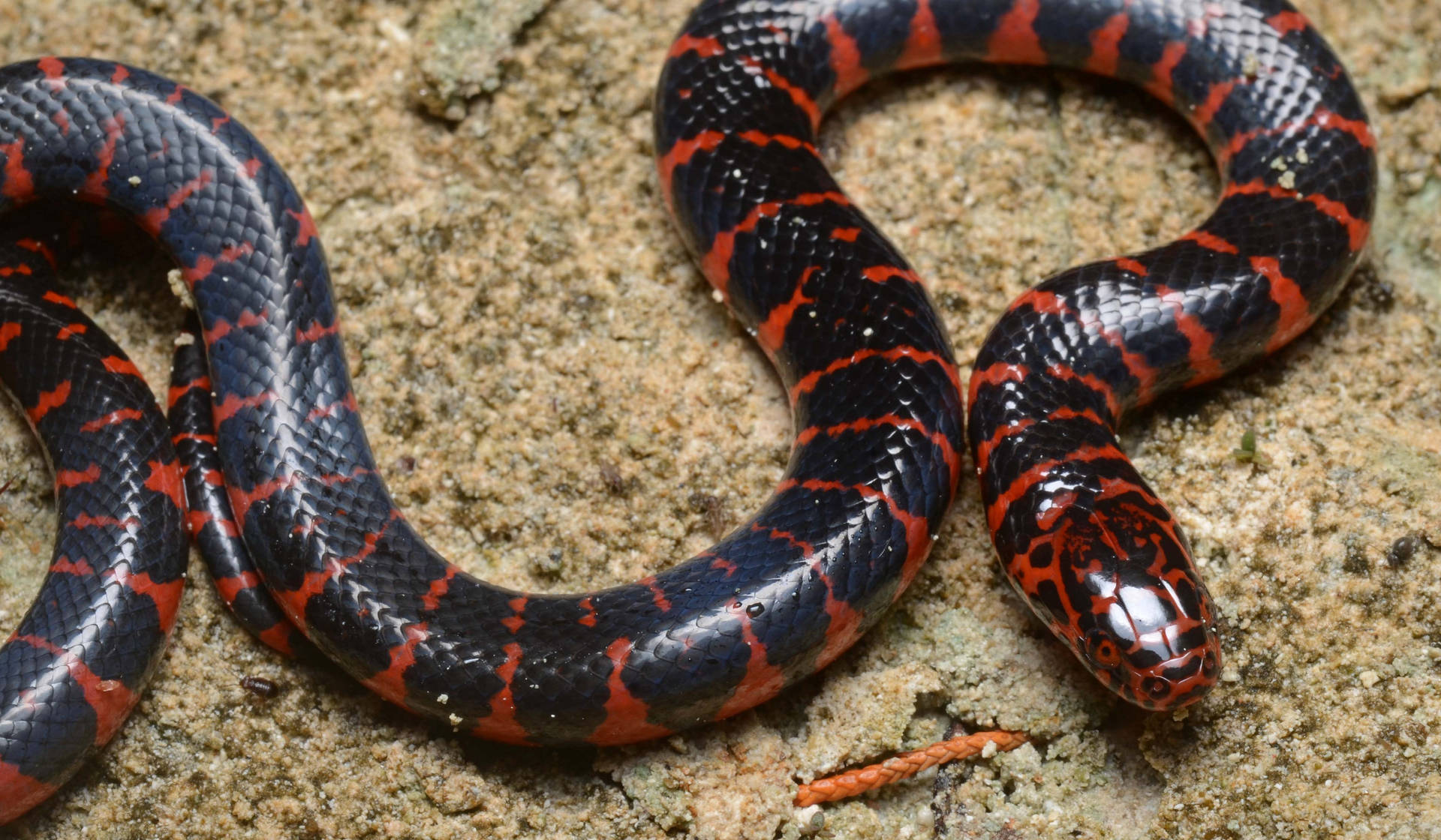 Juvenile Mud Snake In Natural Habitat Background