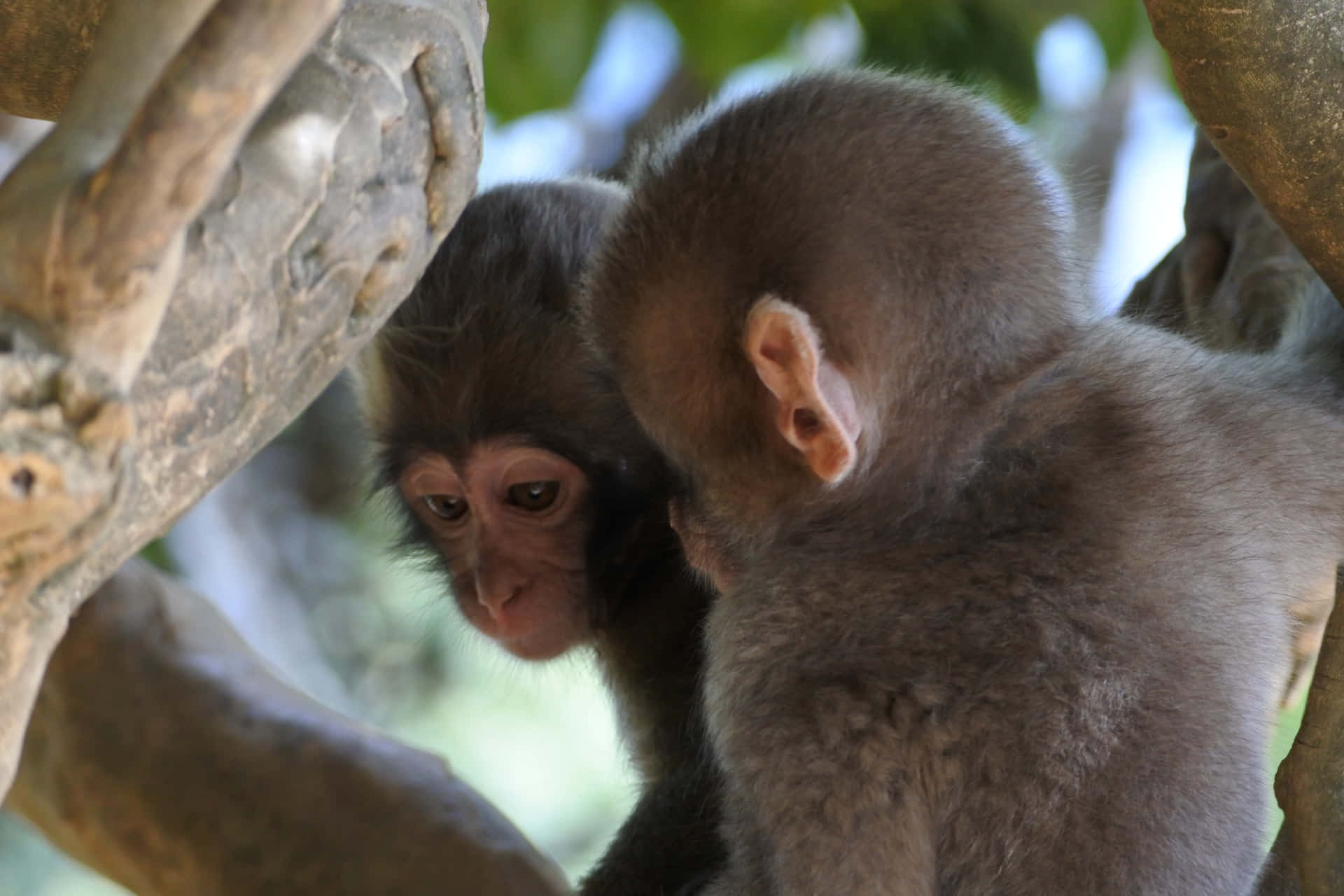 Juvenile Two Monkey