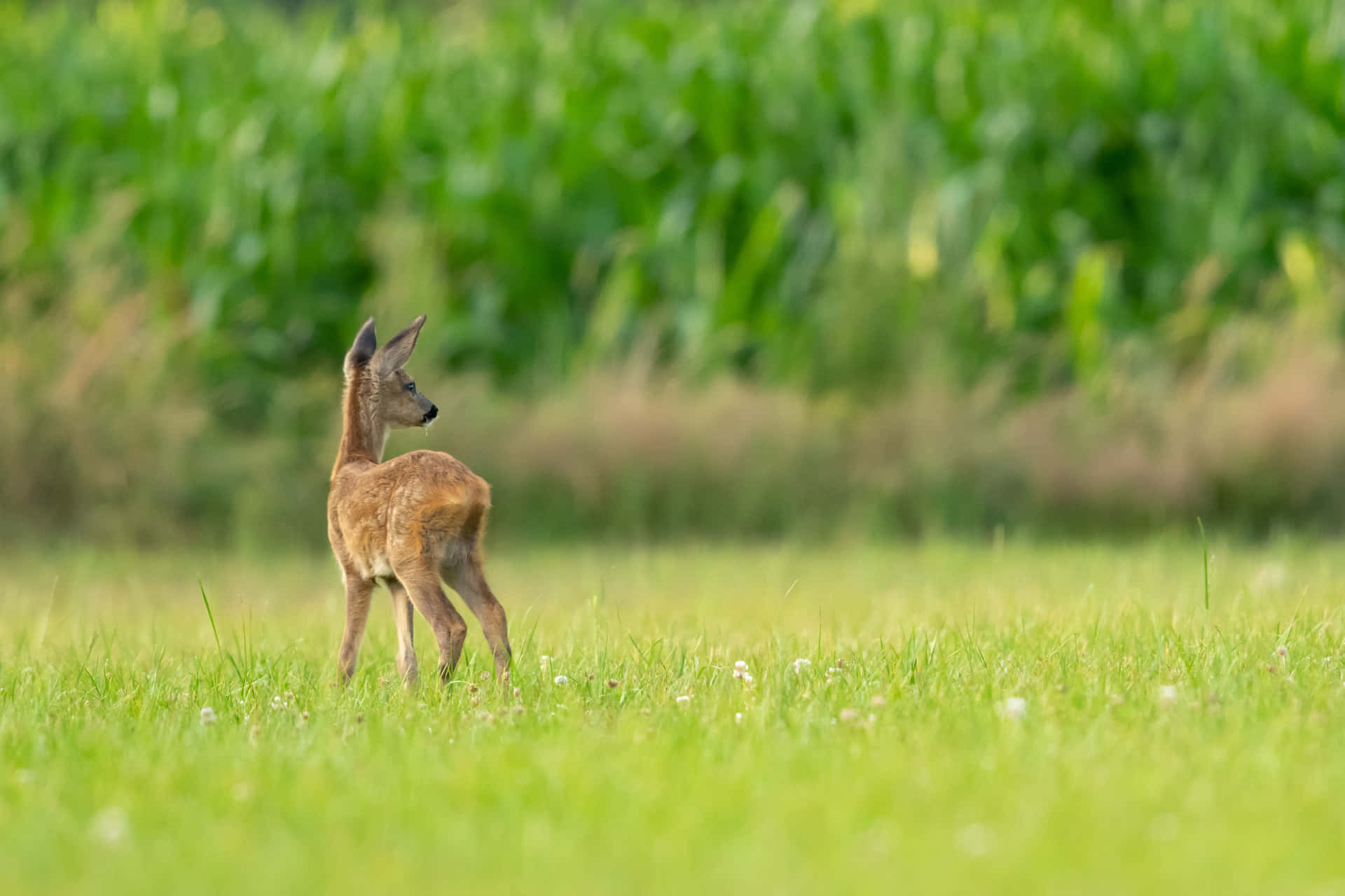 Juvenile Wild Deer Background