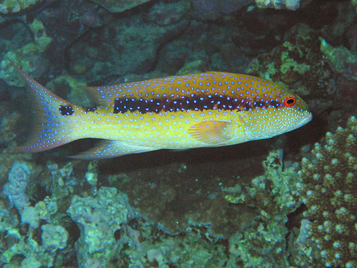 Juvenile Yellow-edged Fish Background