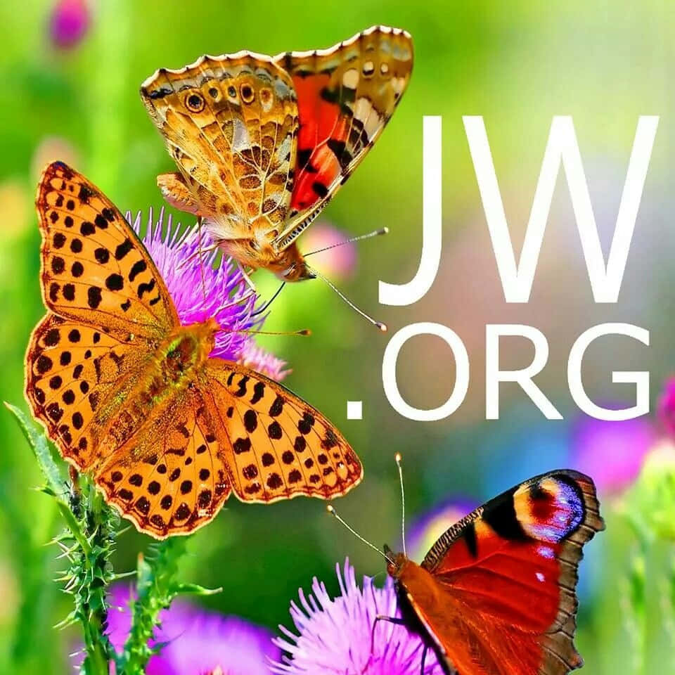 Jworg With Image Of Butterflies