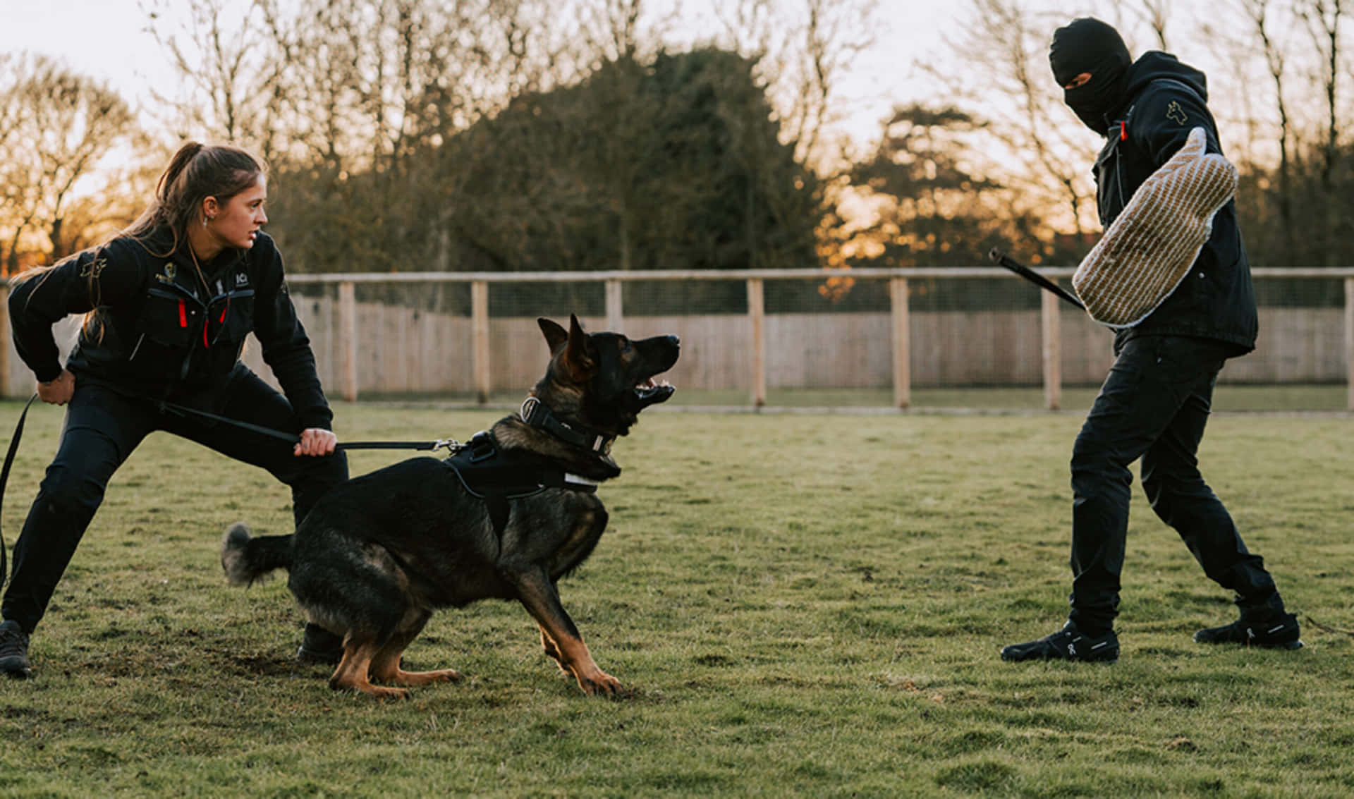 K9 Training Session Outdoors